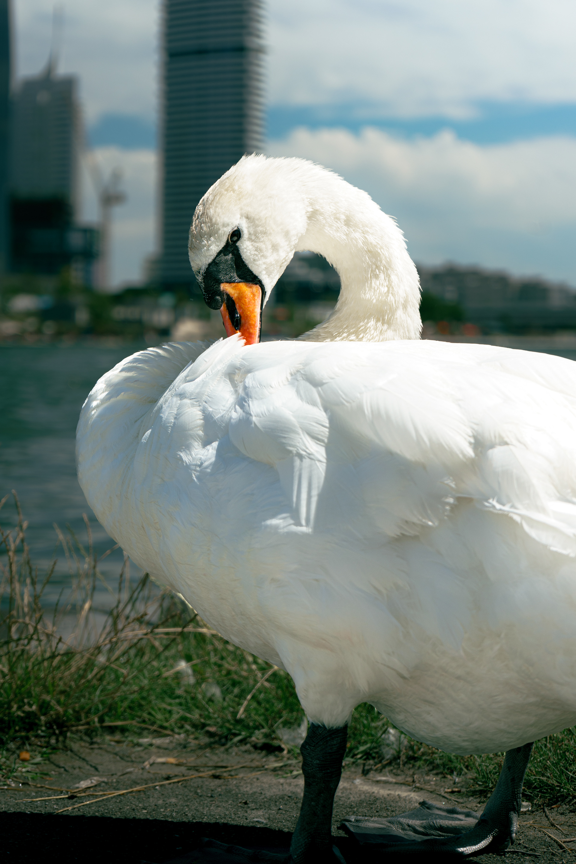 Close-up of a swan at Donauinsel in Vienna