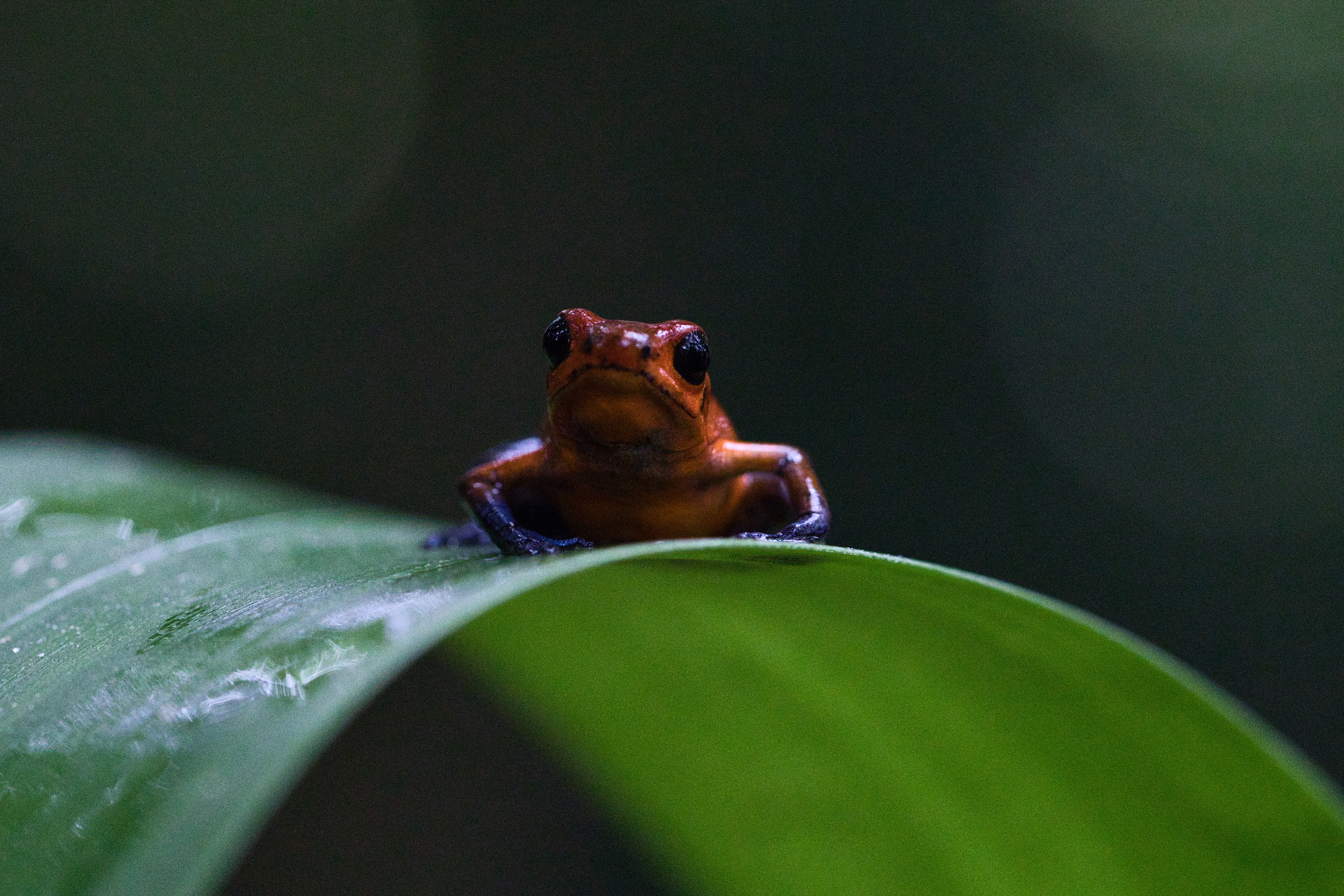Strawberry poison dart frog