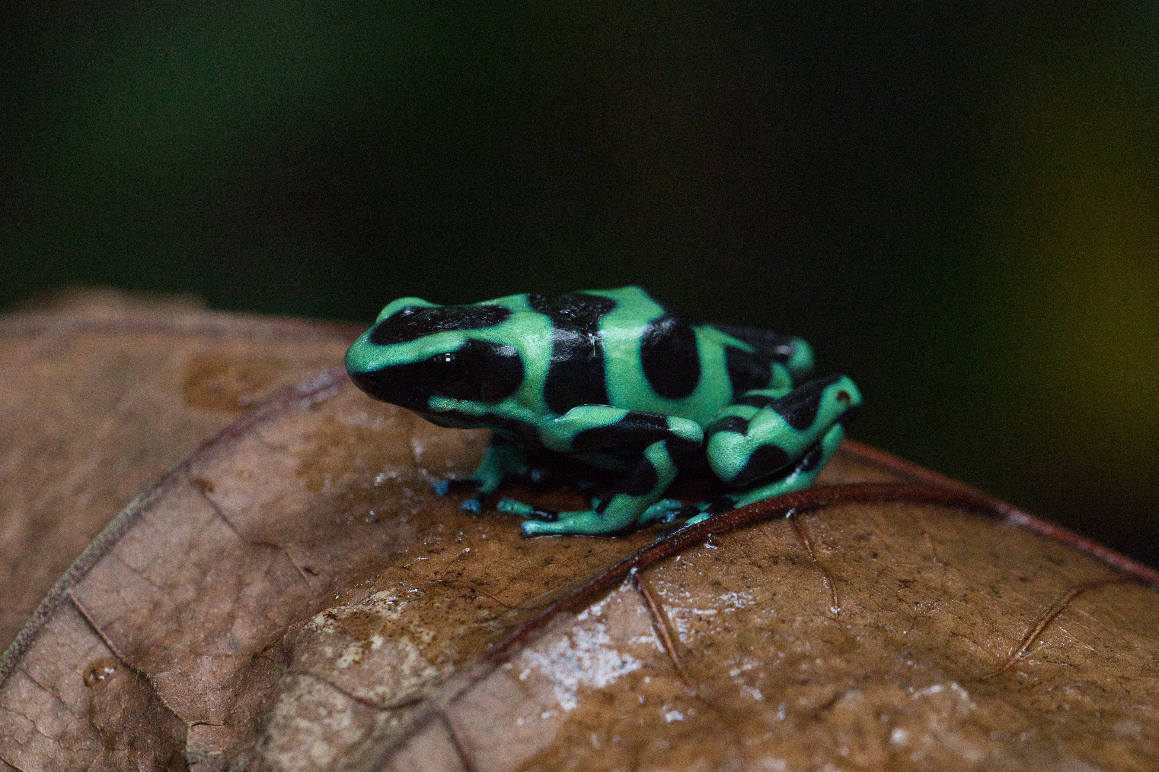 Green and black poison dart frog
