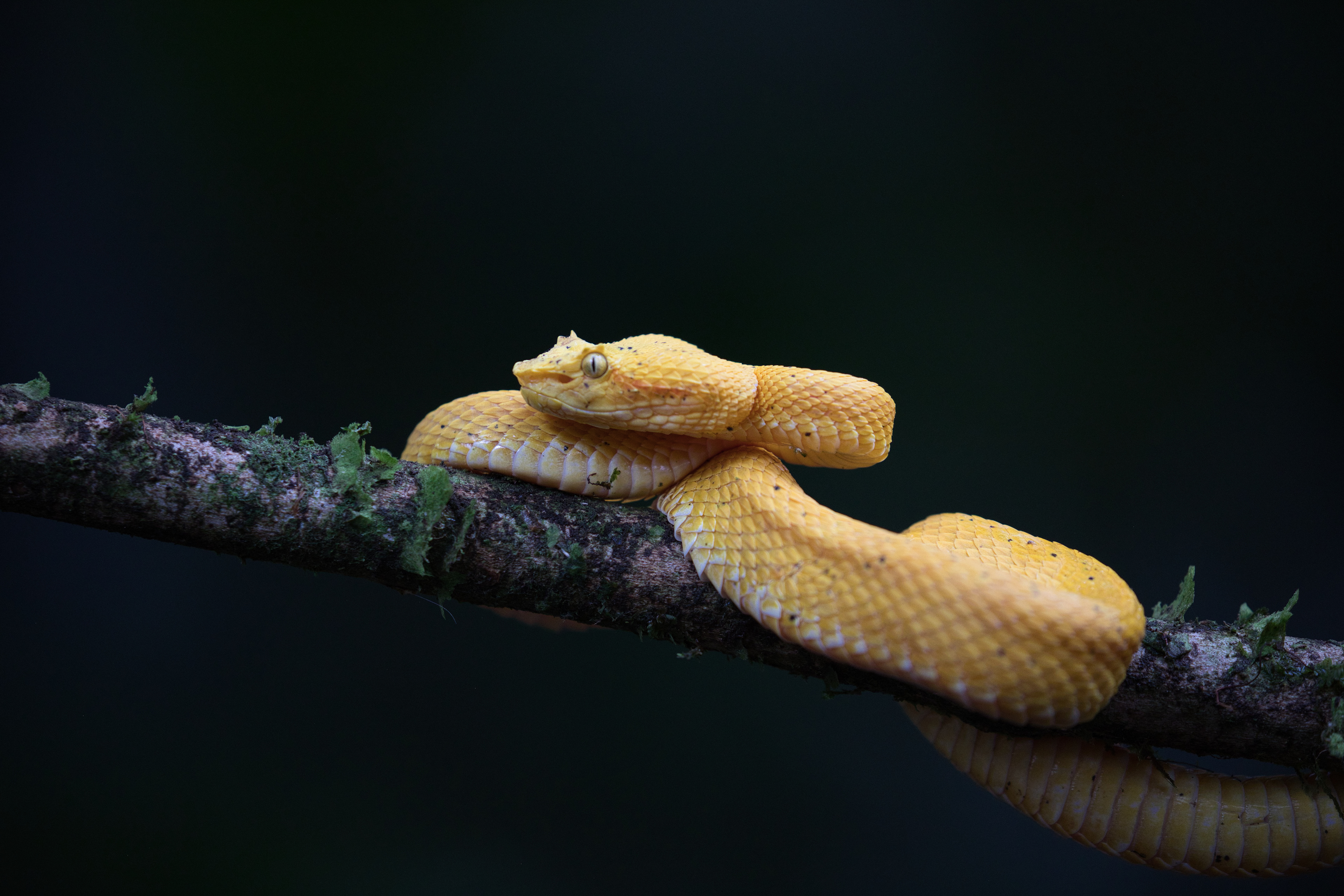 yellow Eyelash Viper