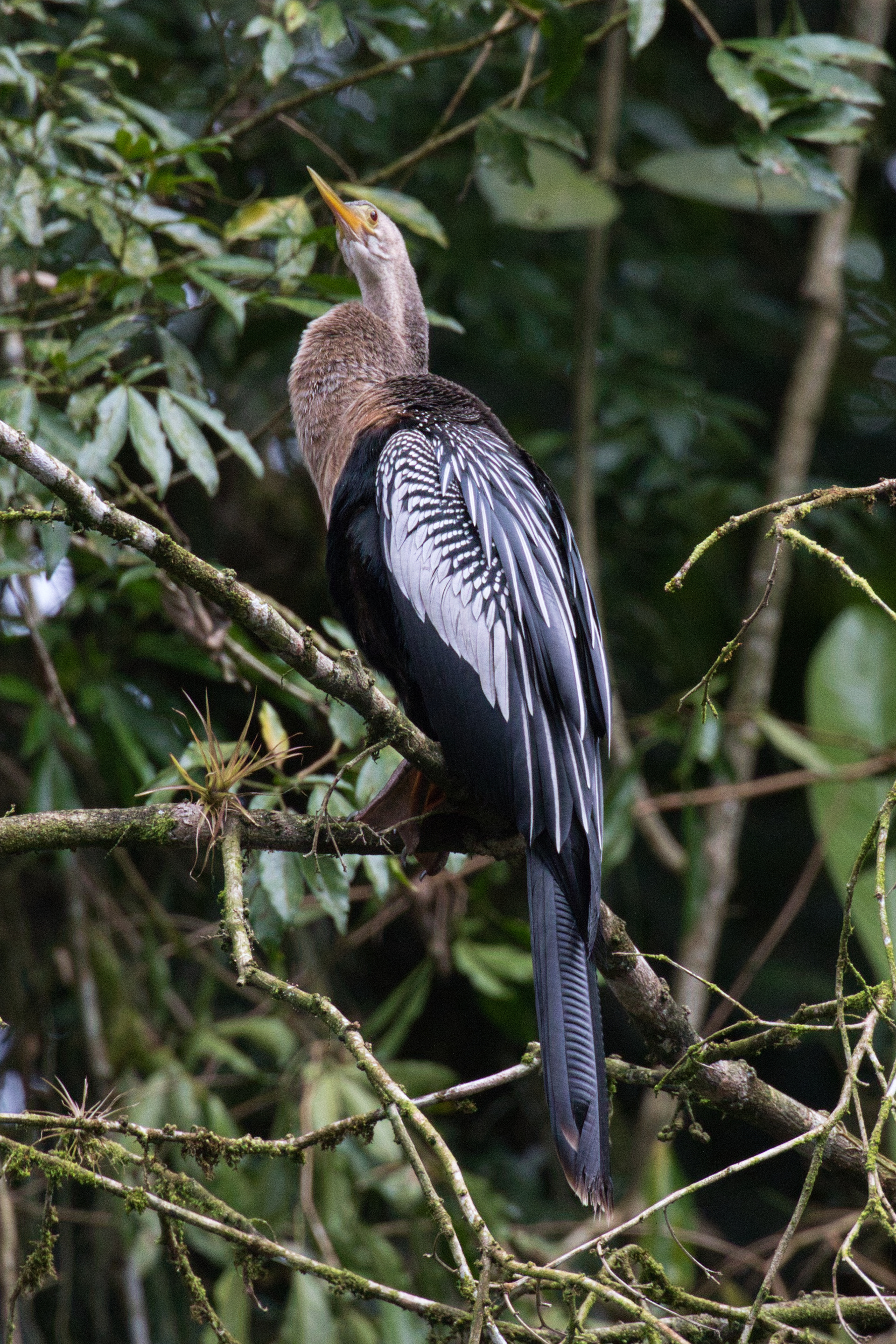 Anhinga