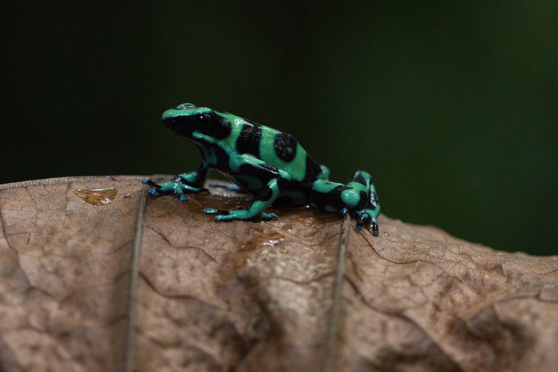 Green and black poison dart frog