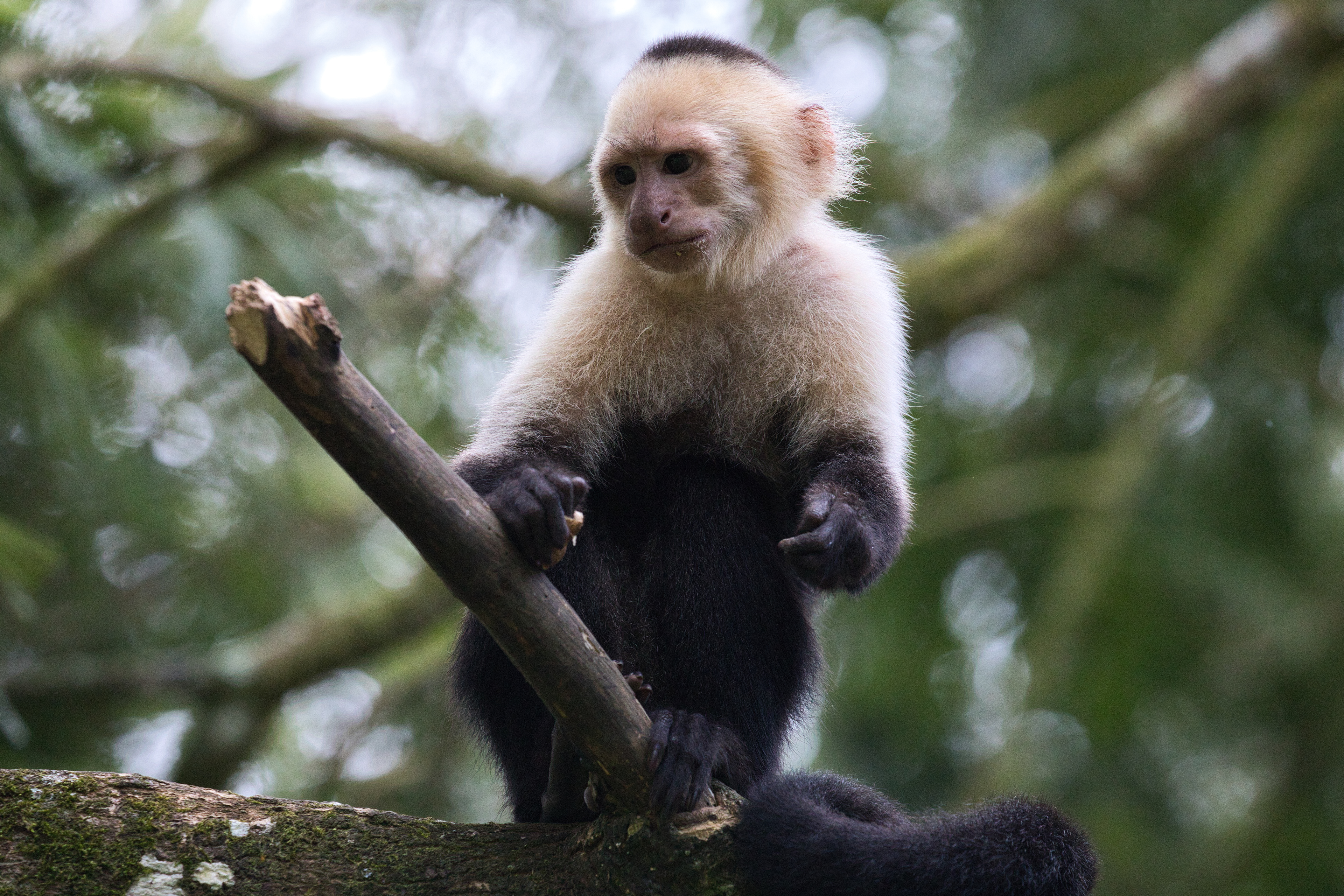 Capuchin monkey
