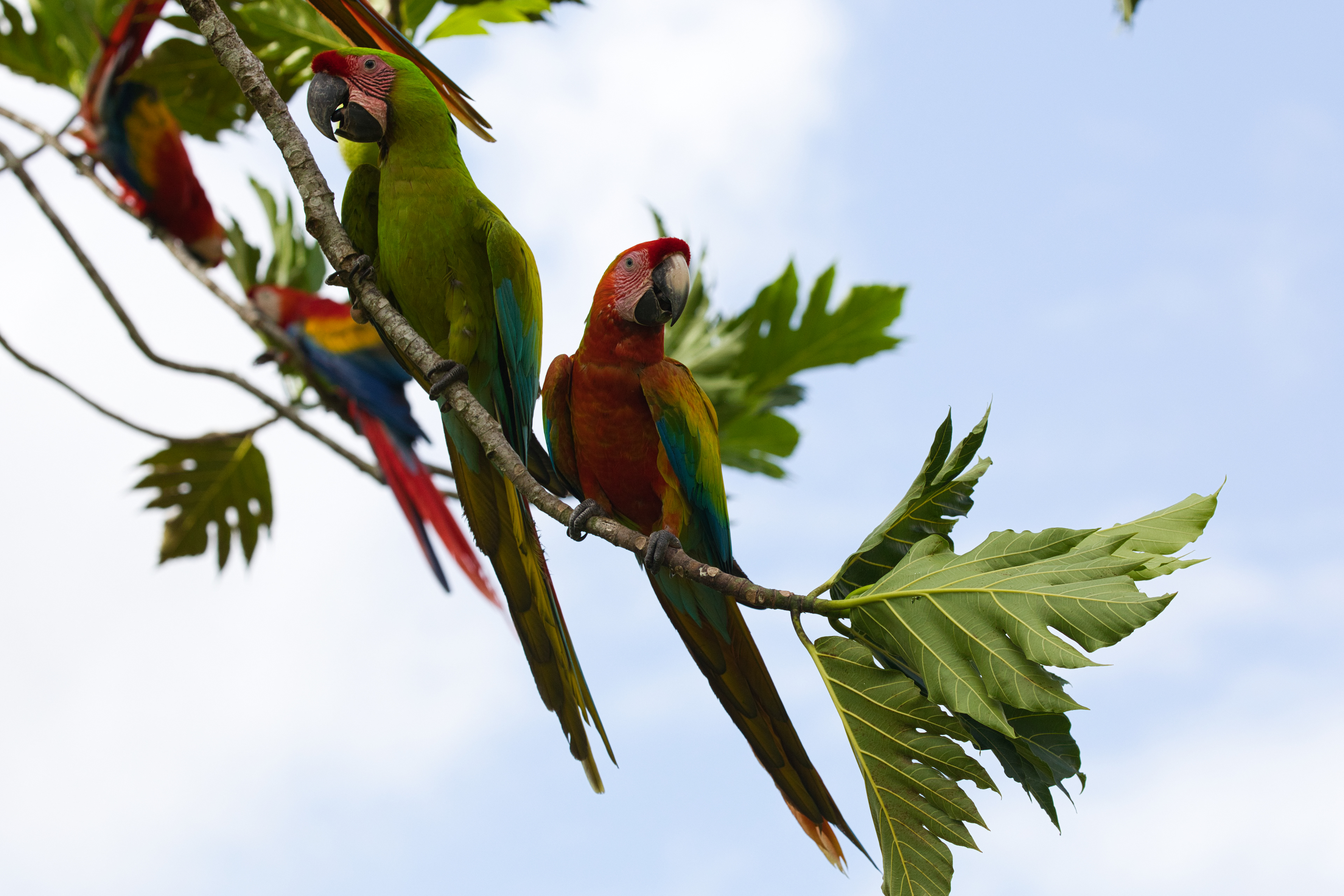Military and Scarlet Macaw
