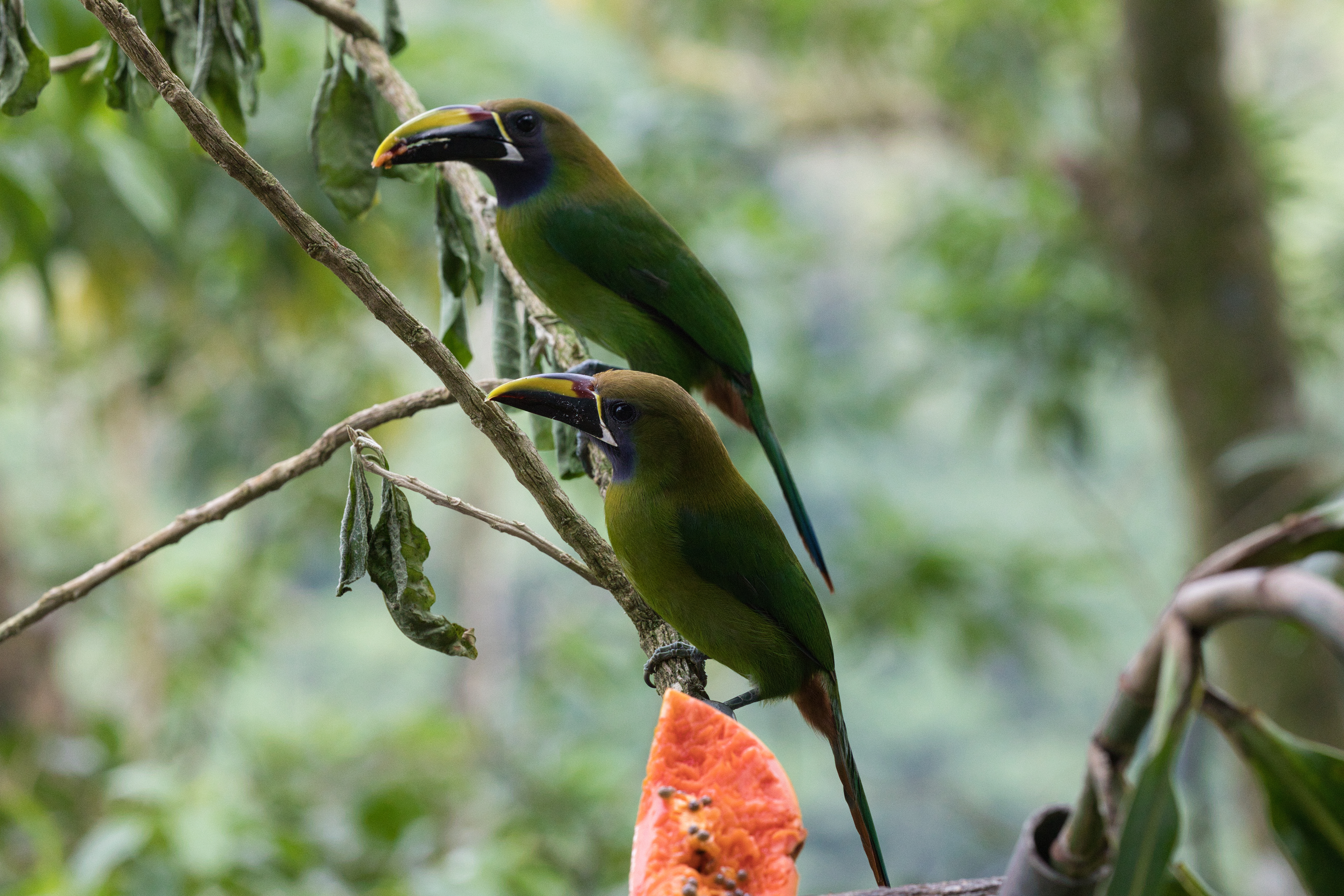 Northern Emerald-Tucanet
