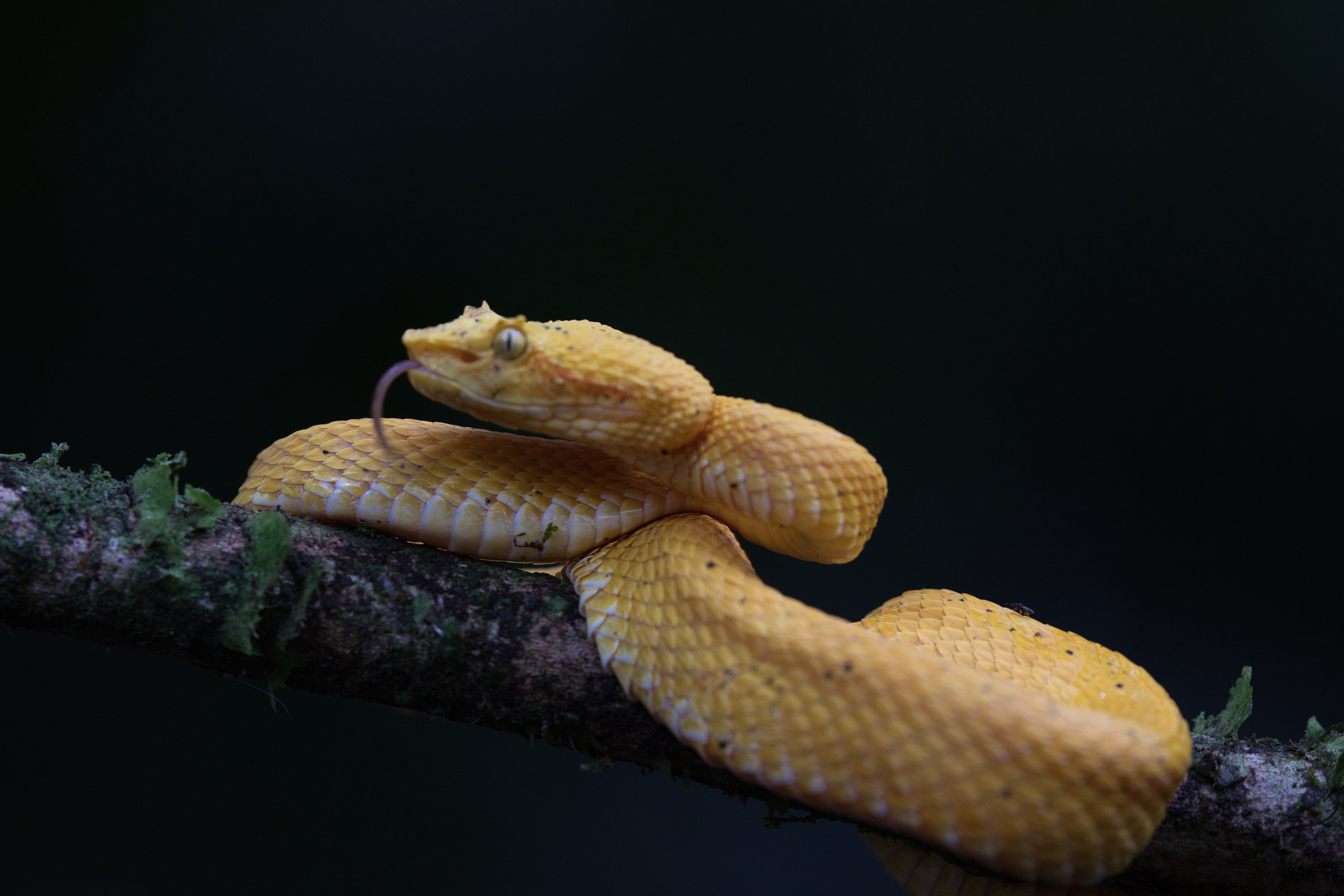 yellow Eyelash Viper
