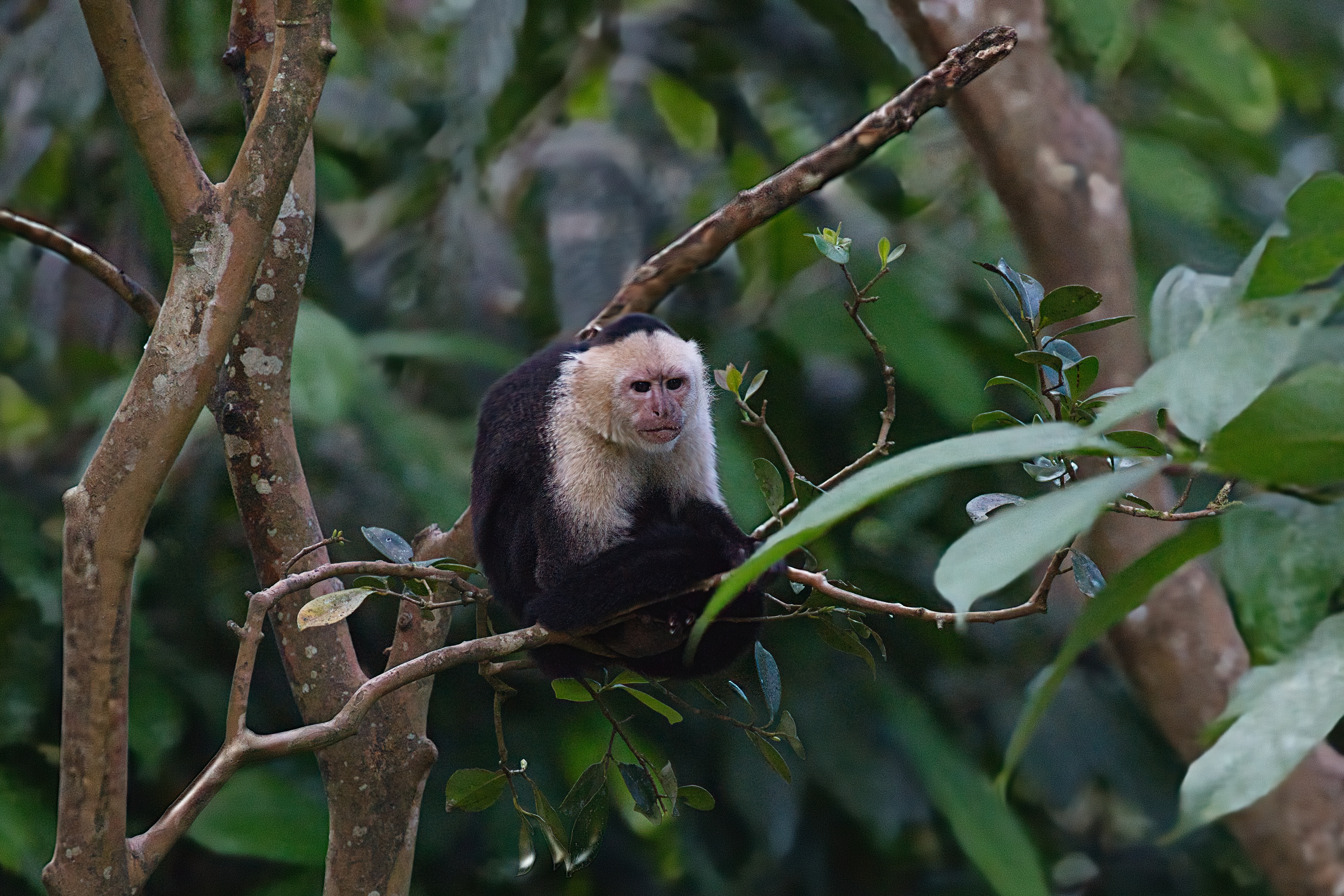 Capuchin monkey