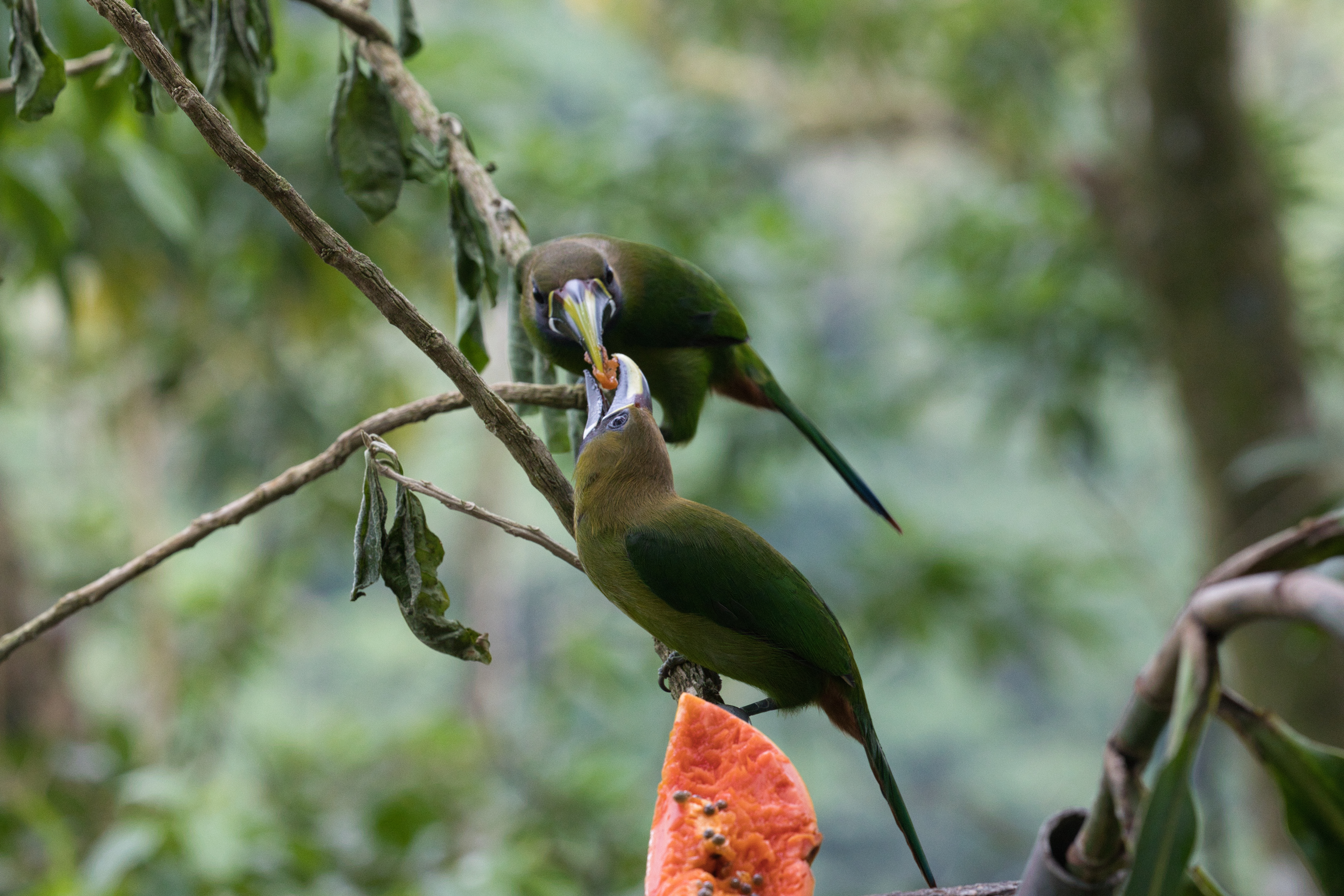 Northern Emerald-Tucanet