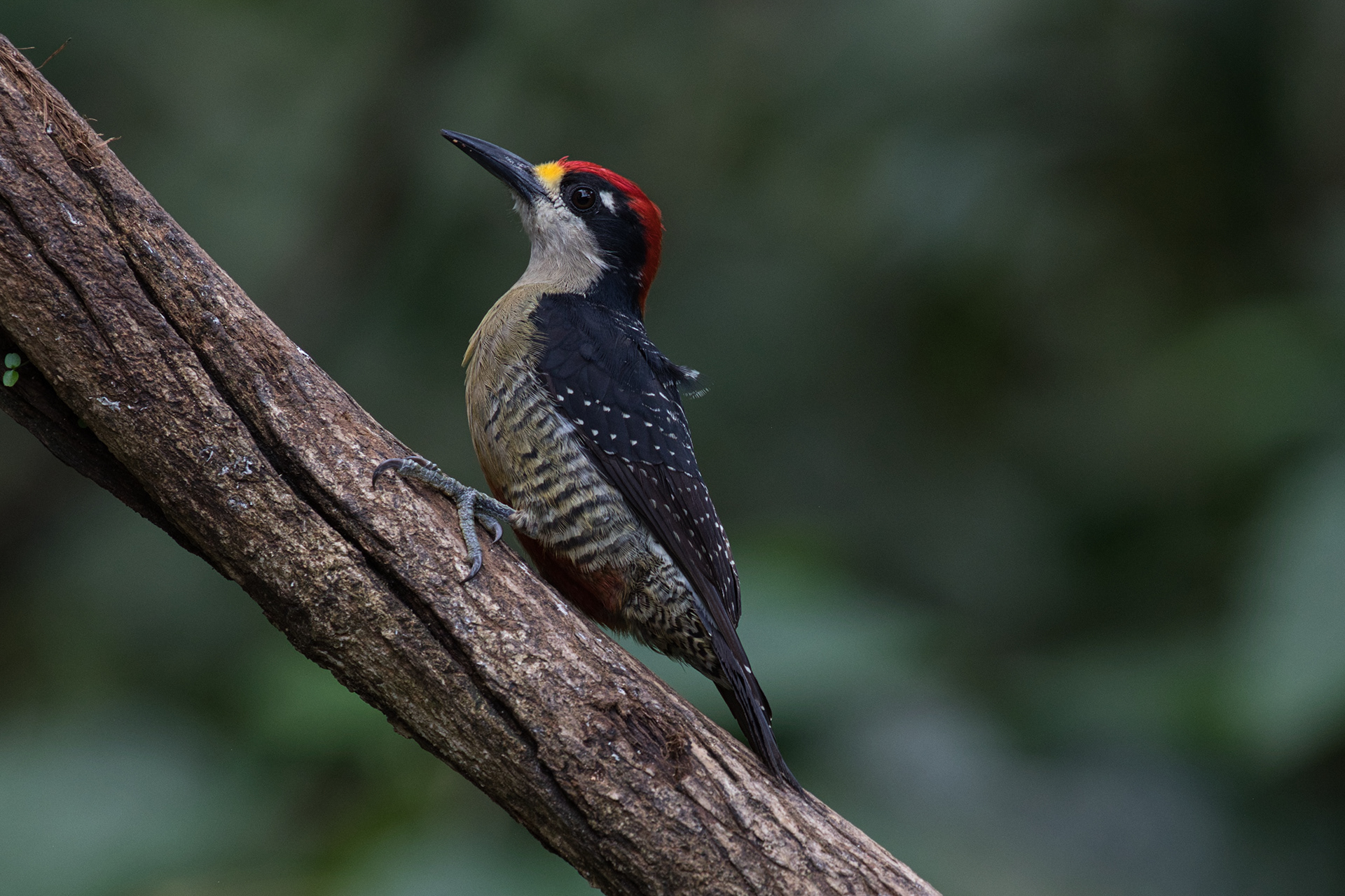 Black-cheeked woodpecker
