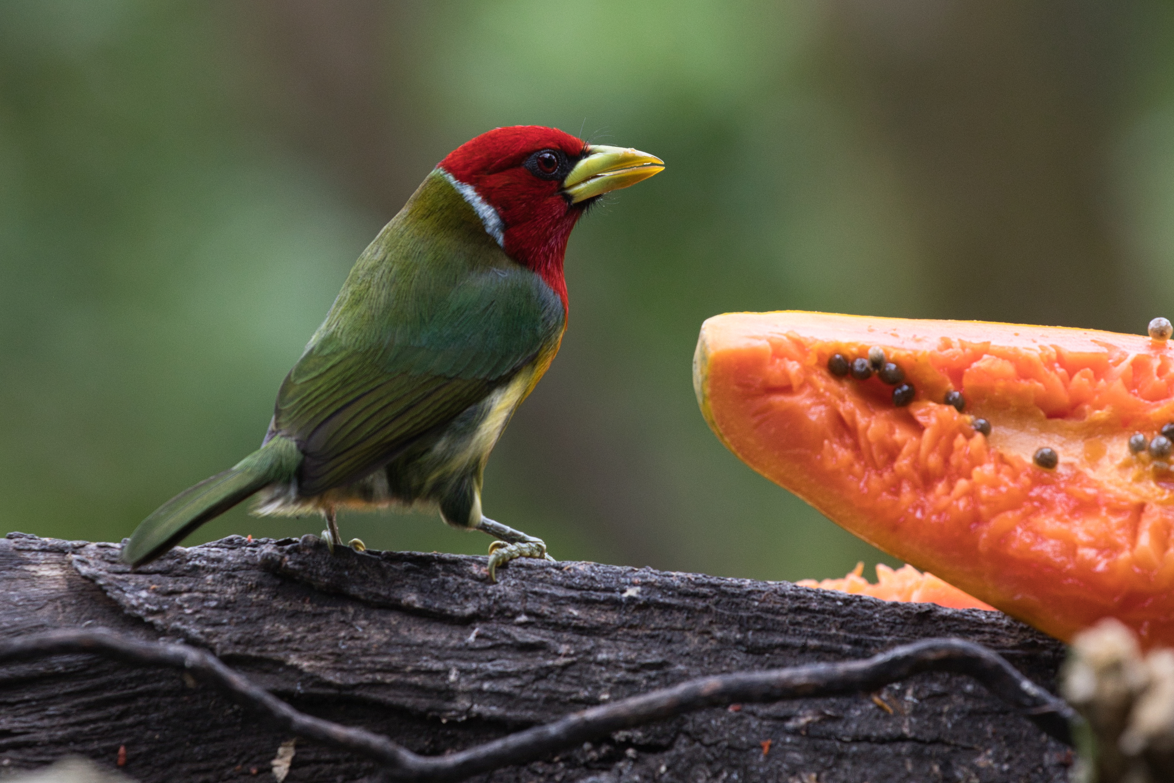 Red-headed Barbet