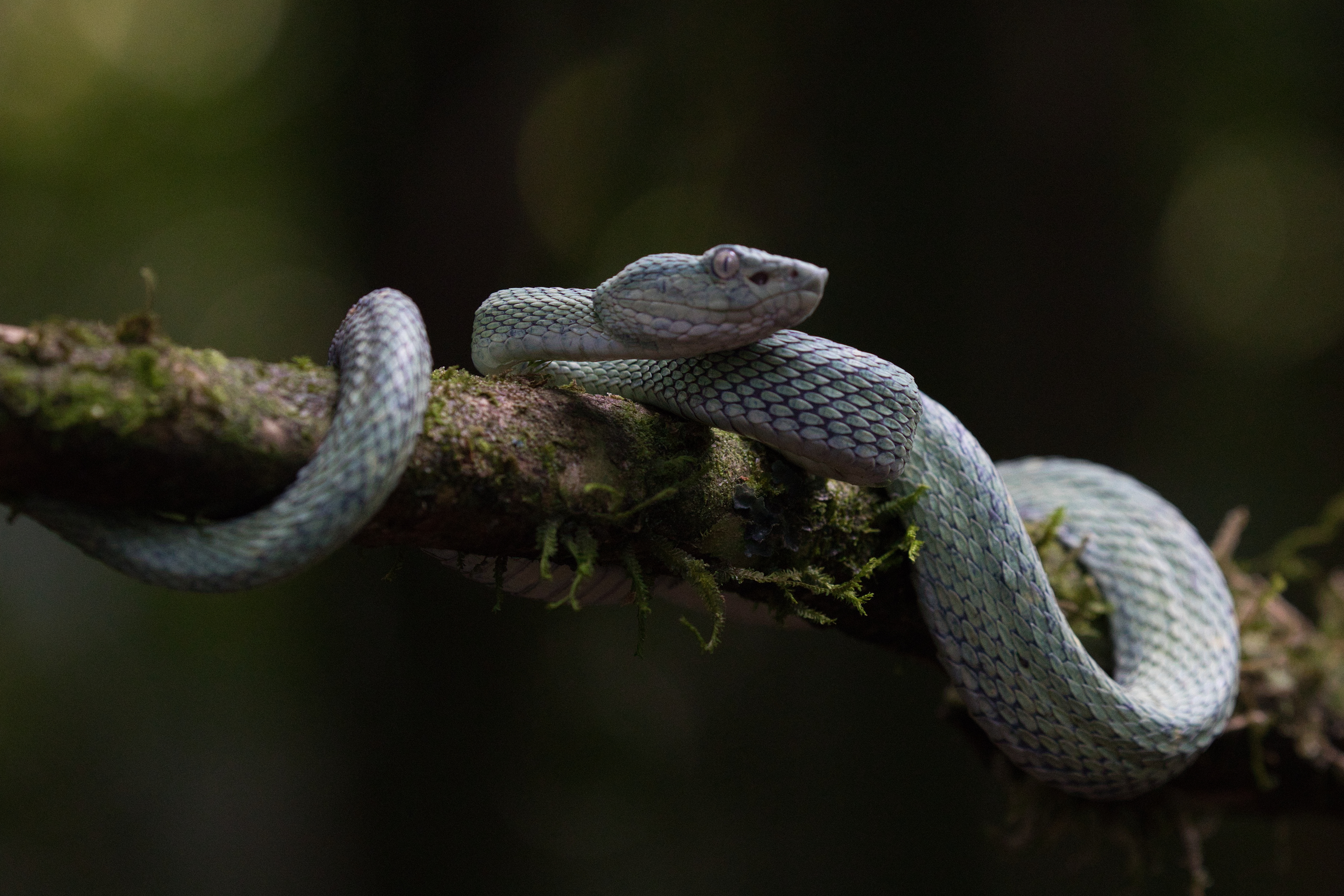 Side-striped Palm Pit Viper