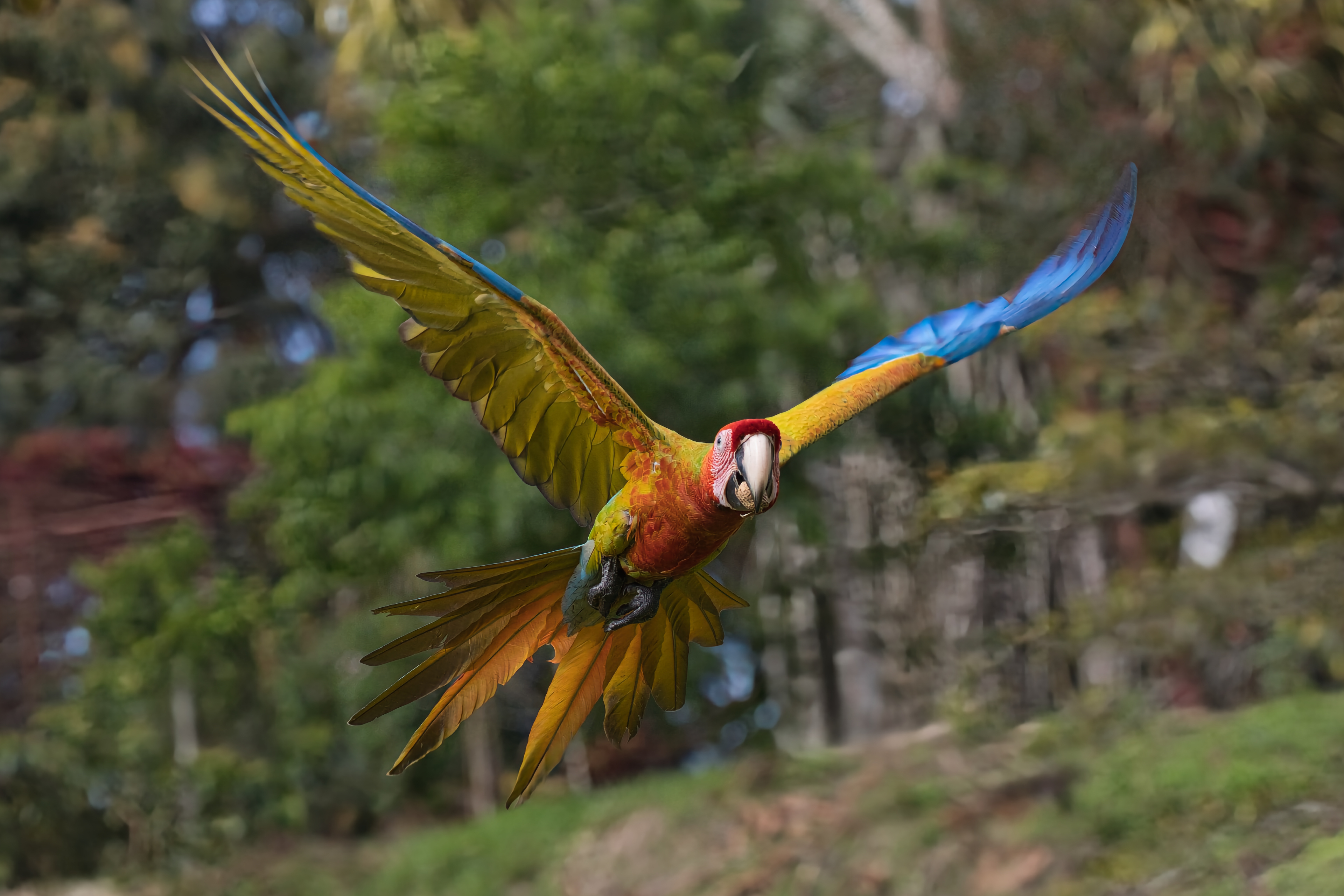 Scarlet Macaw