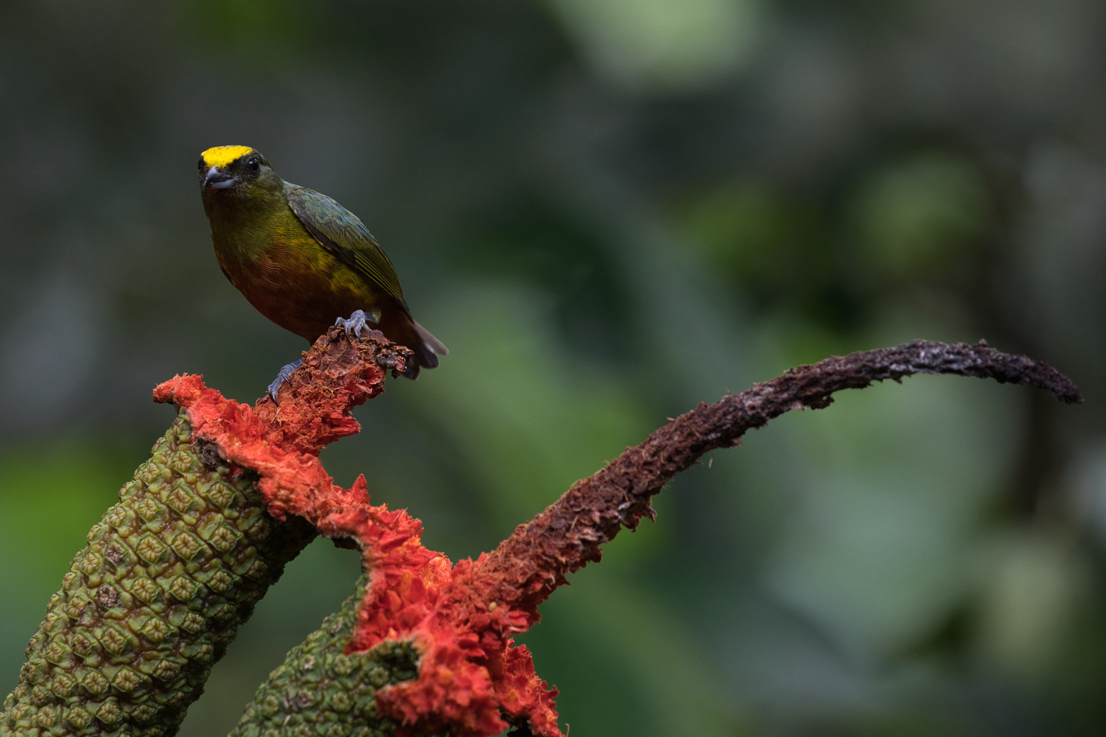 Olive-backed Euphonia