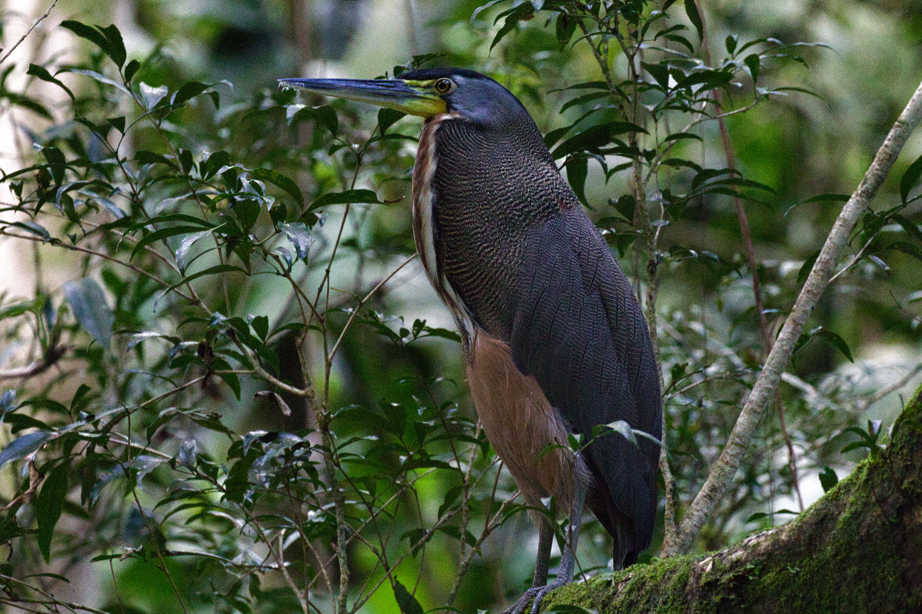 Bare-throated Tiger Heron 