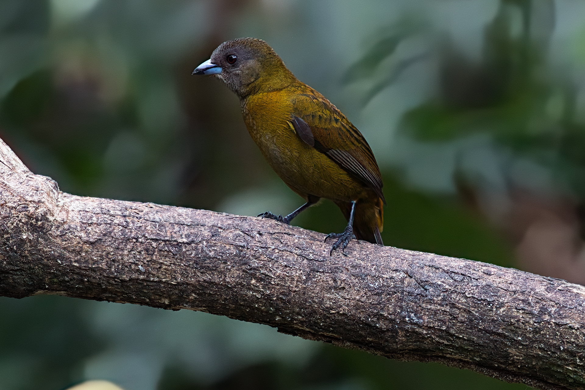  female Scarlet-rumped Tanager