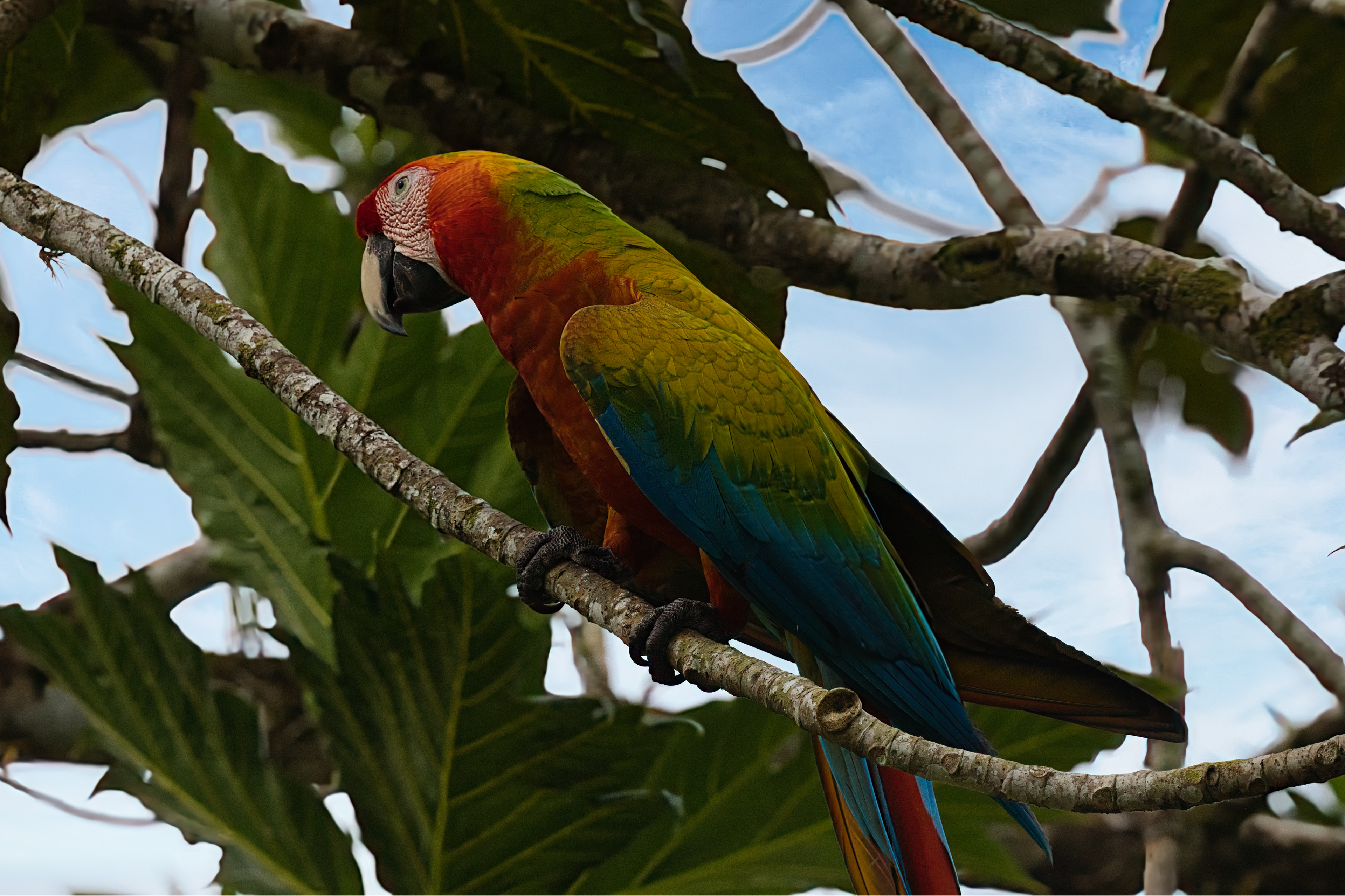 Scarlet Macaw