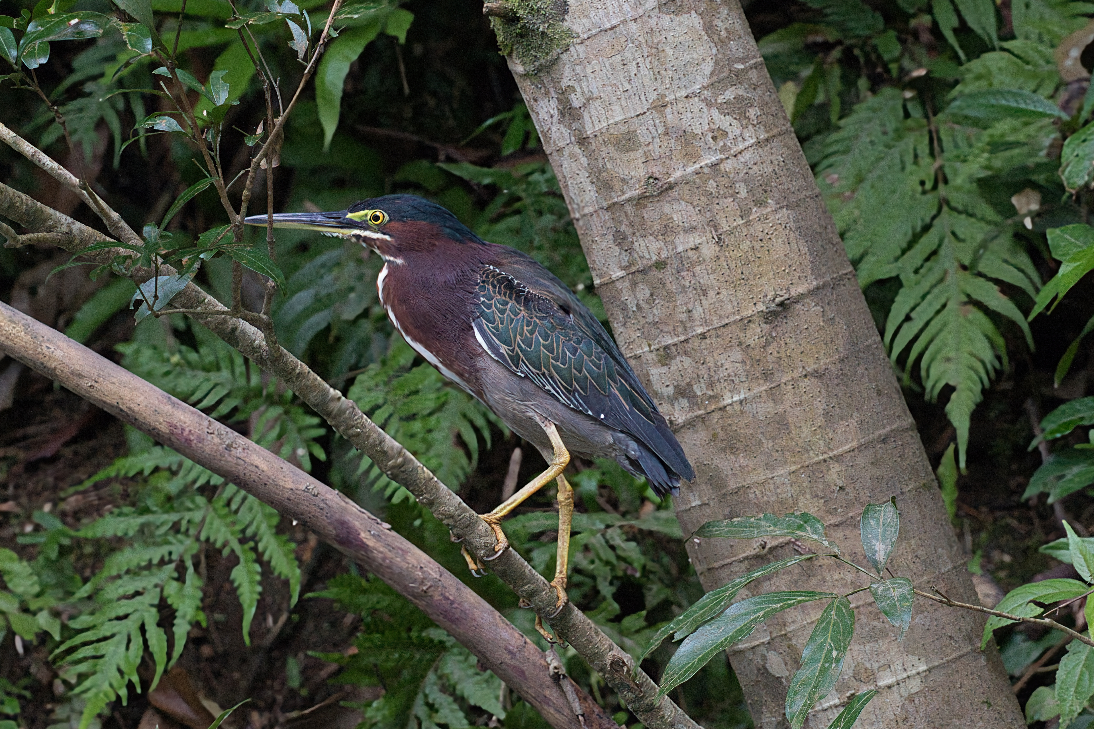 Green heron