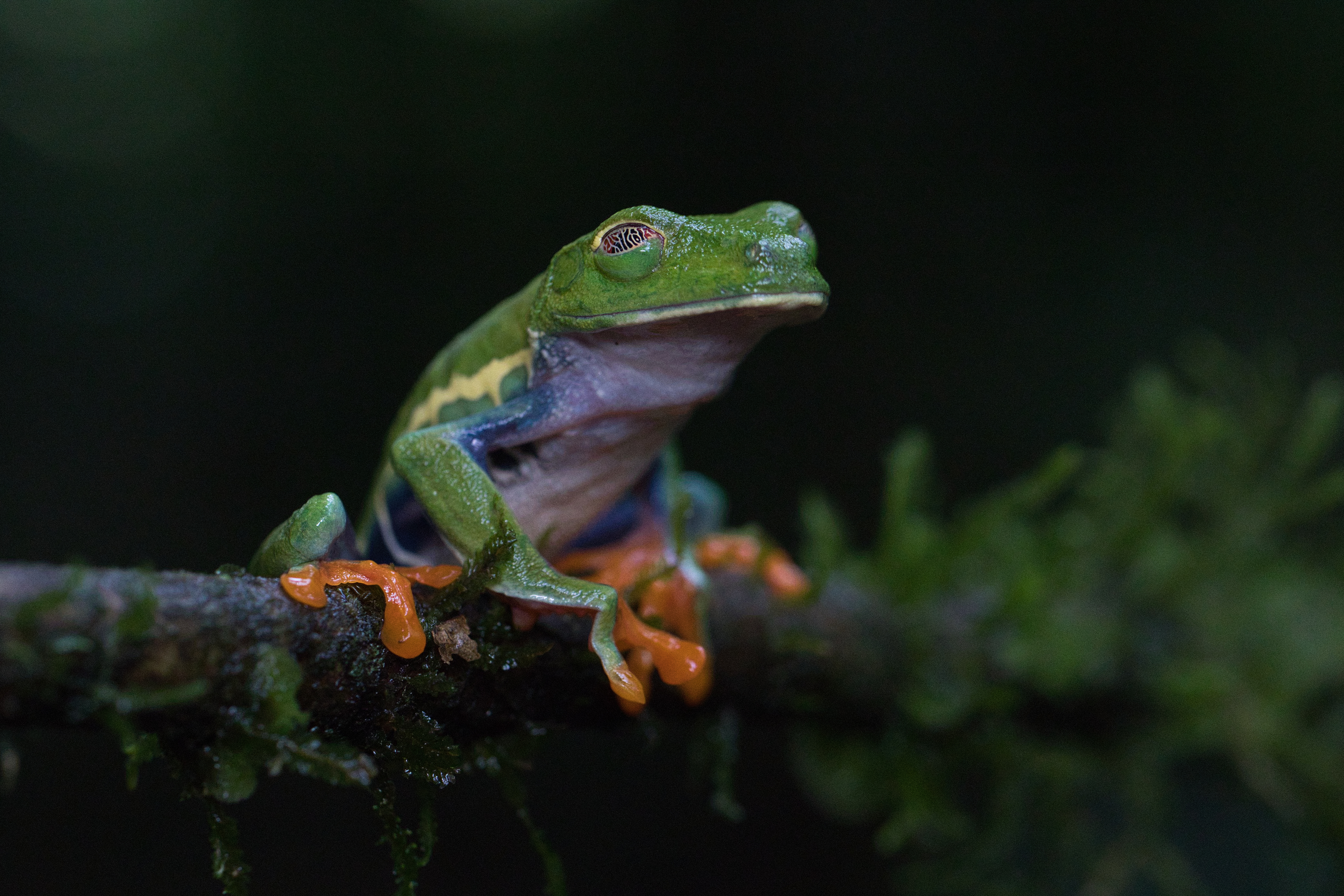 sleepy Red Eyed Tree Frog