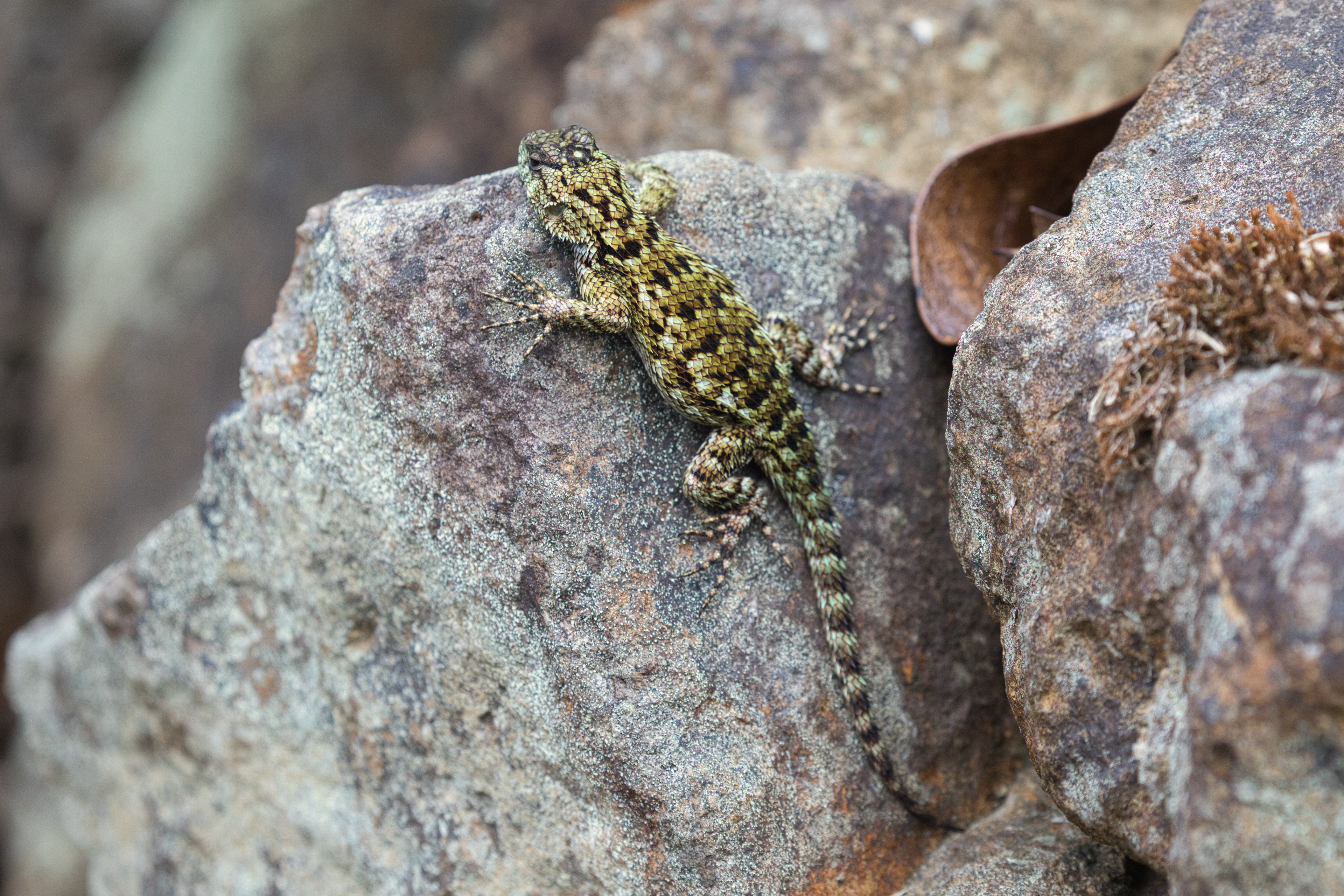  green spiny lizard