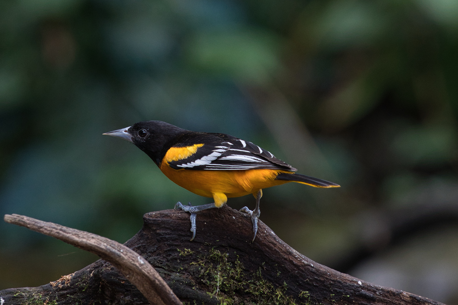 Baltimore Oriole
