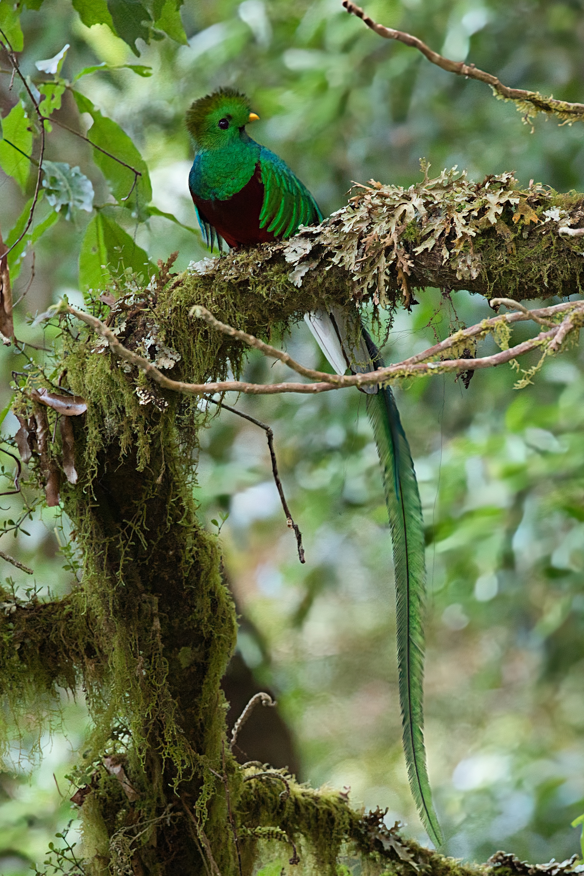 Resplendent Quetzal