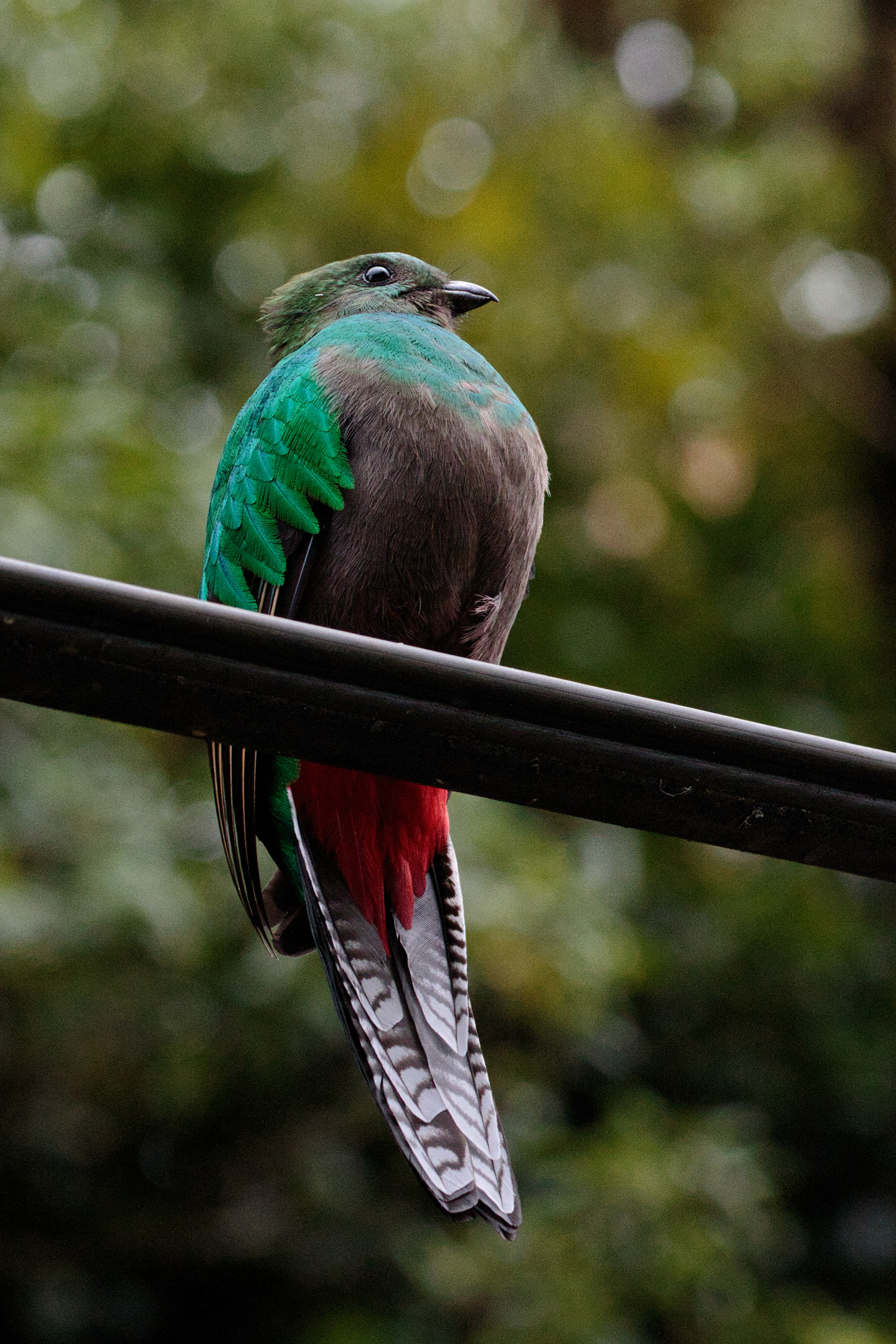 Resplendent Quetzal (female)