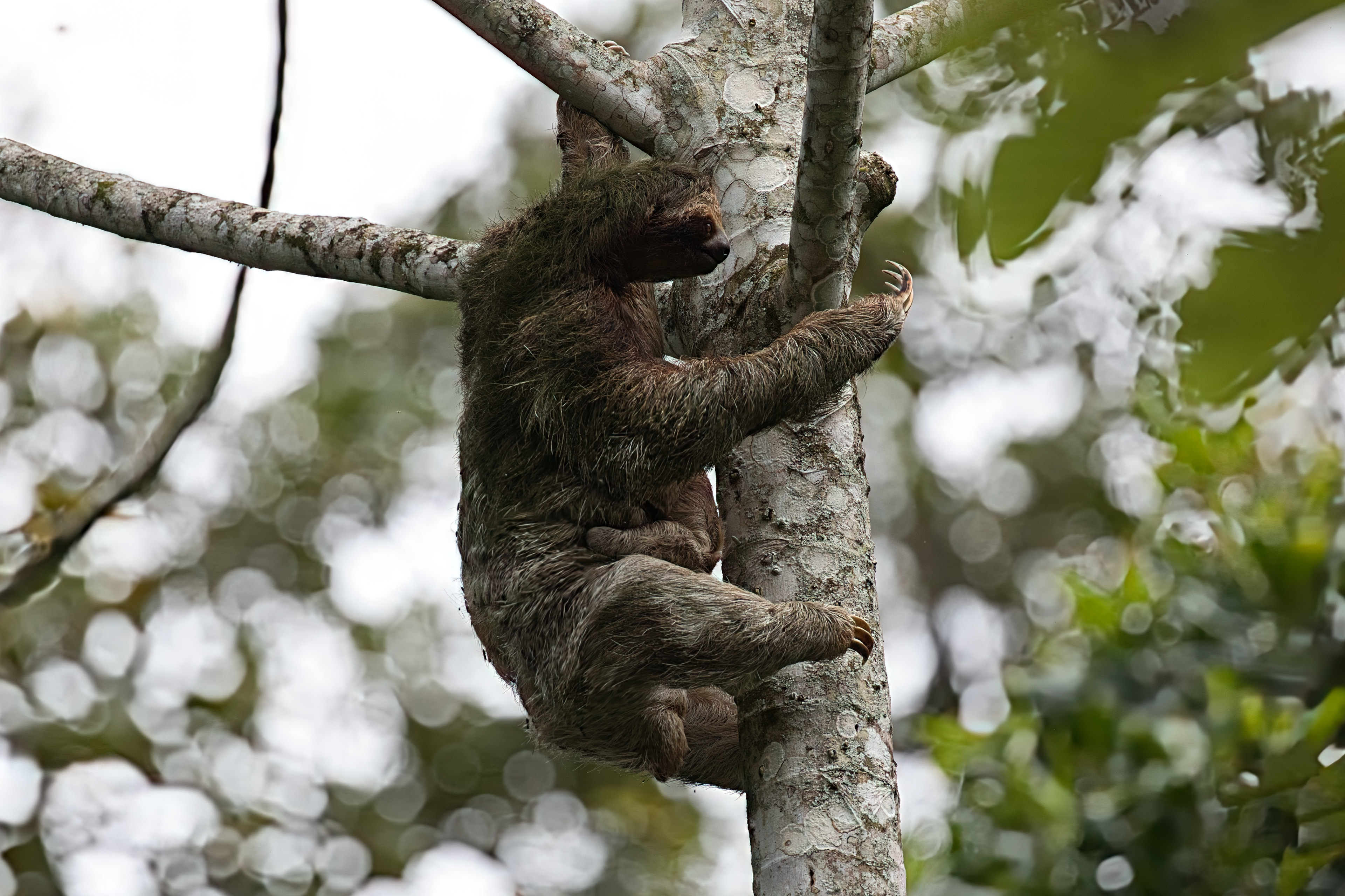 brown-throated three-toed sloth