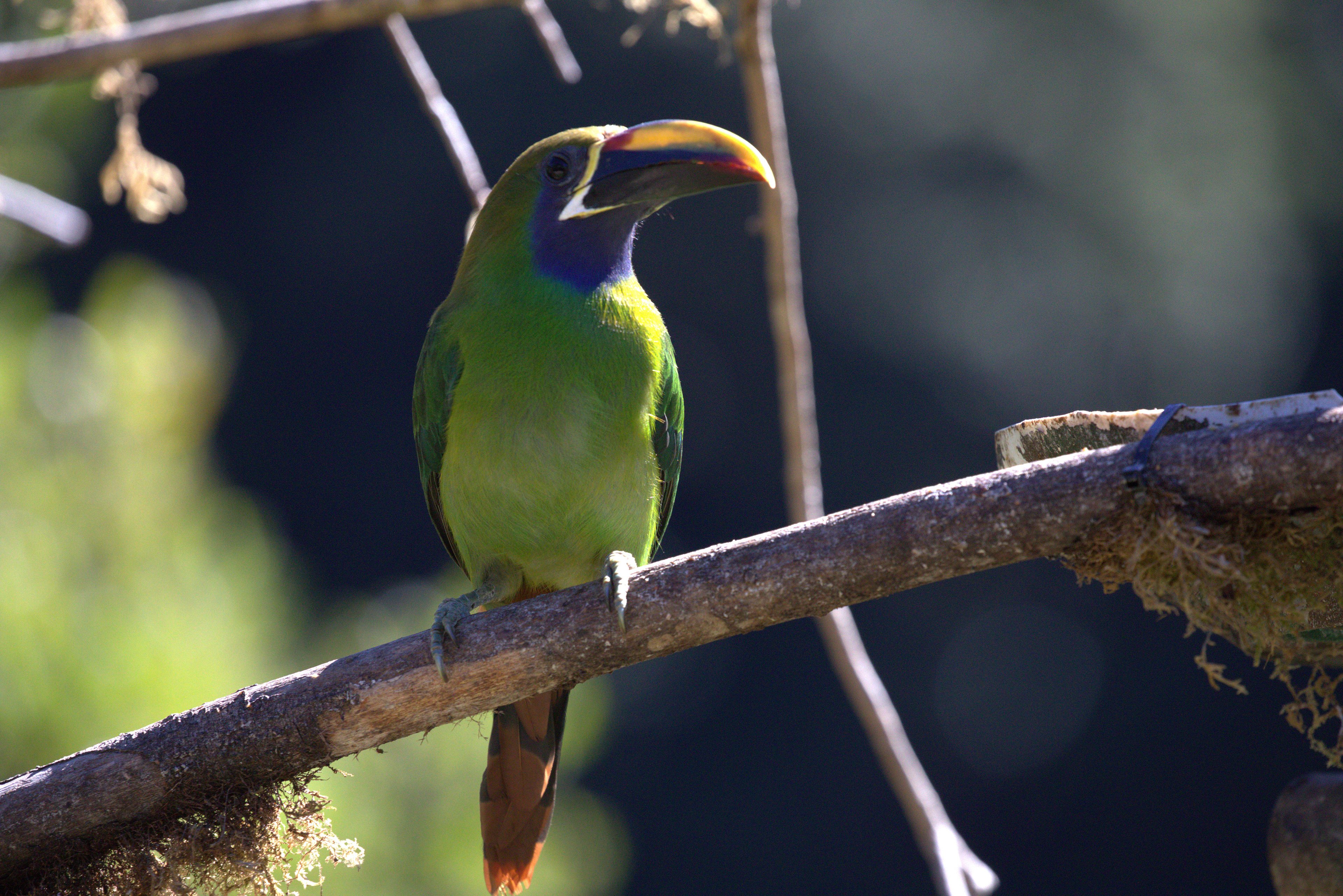 Northern Emerald-Tucanet