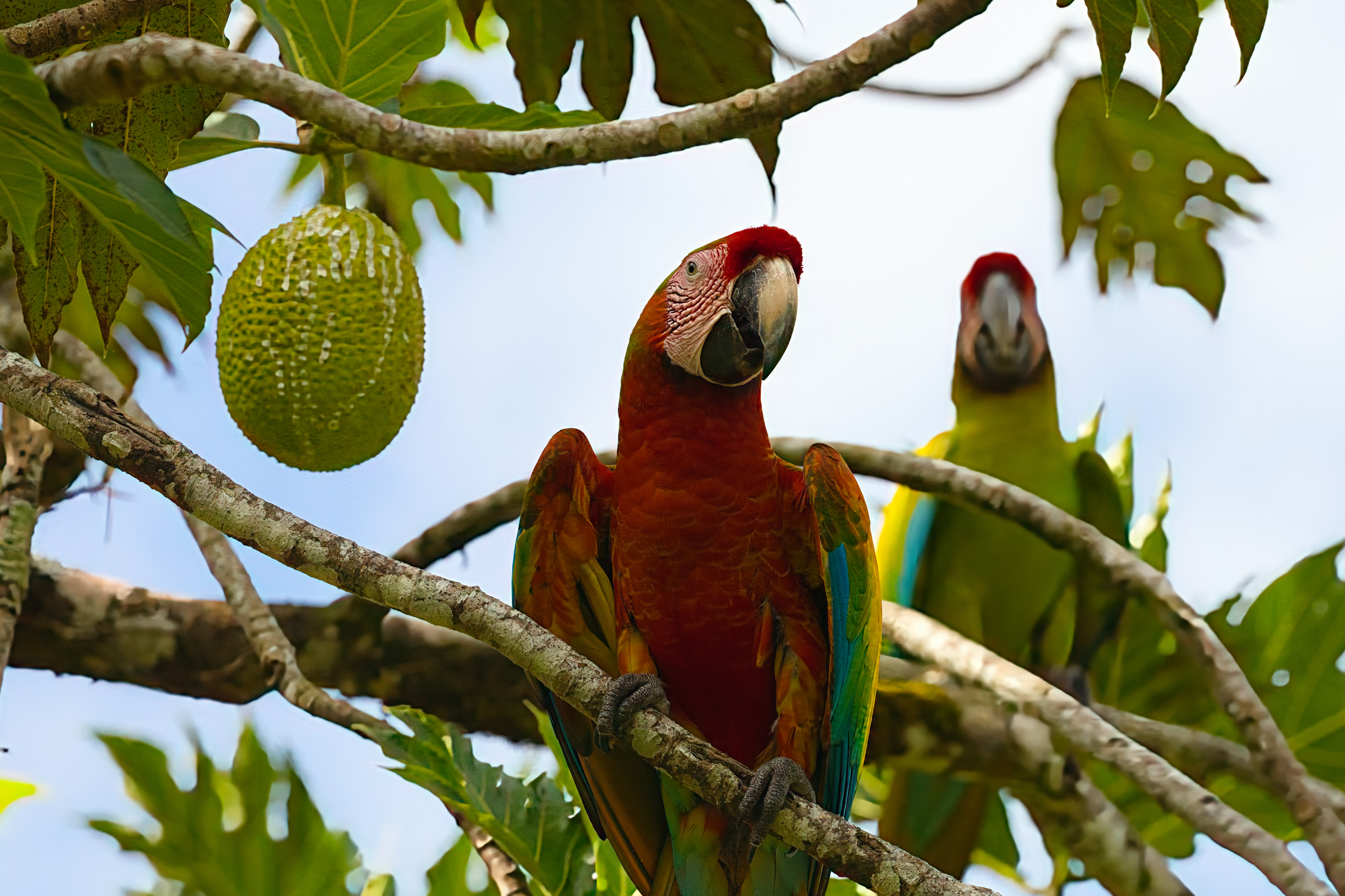 Scarlet Macaw with Military Macaw in background