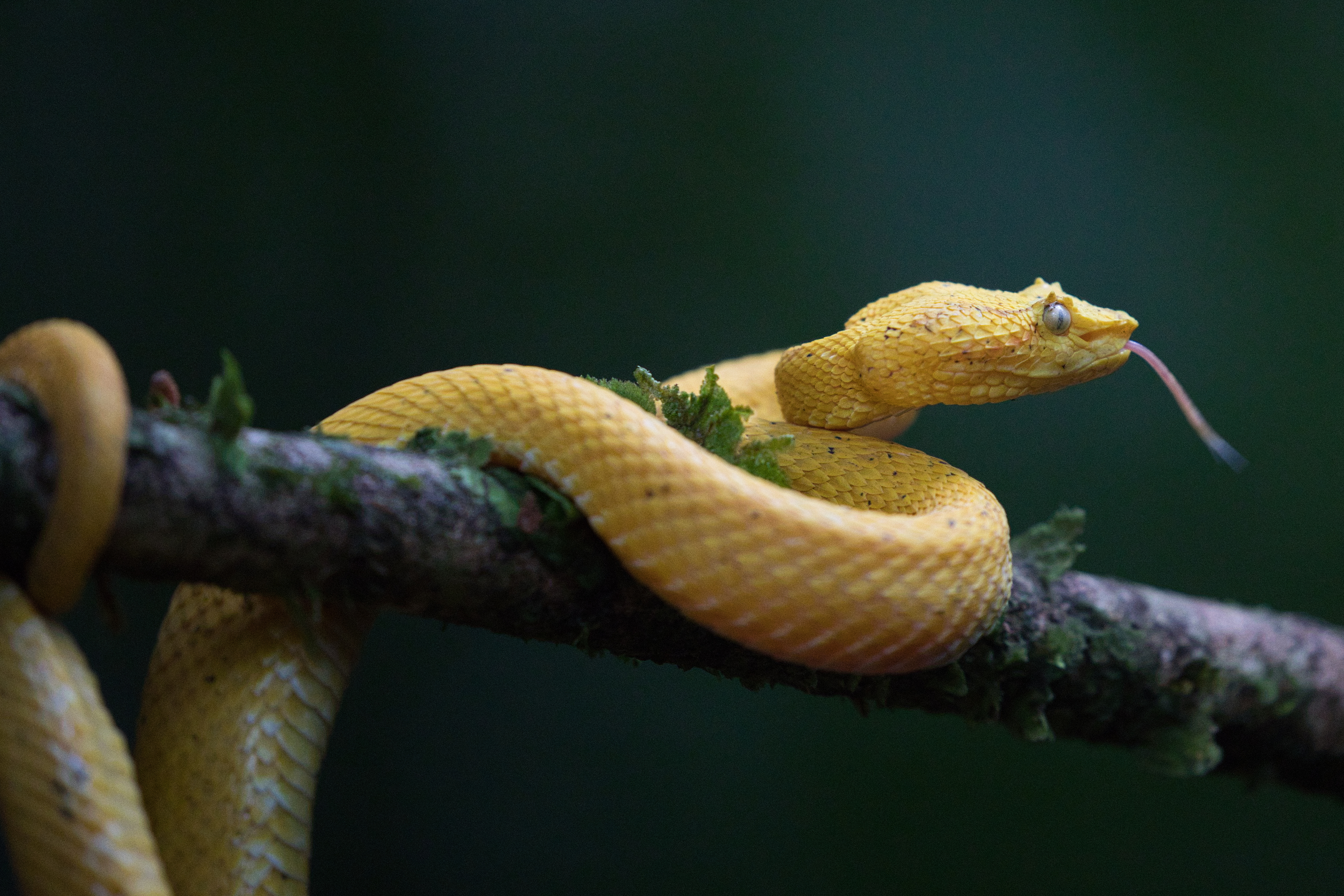 yellow Eyelash Viper