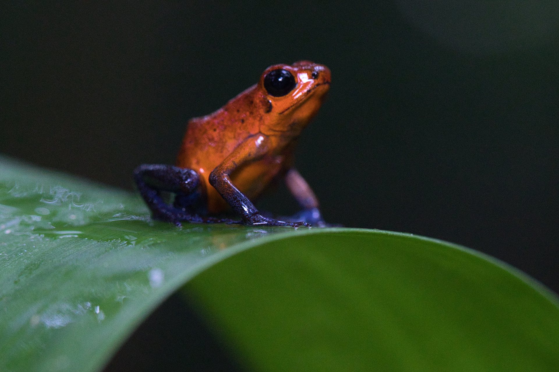 Strawberry poison dart frog