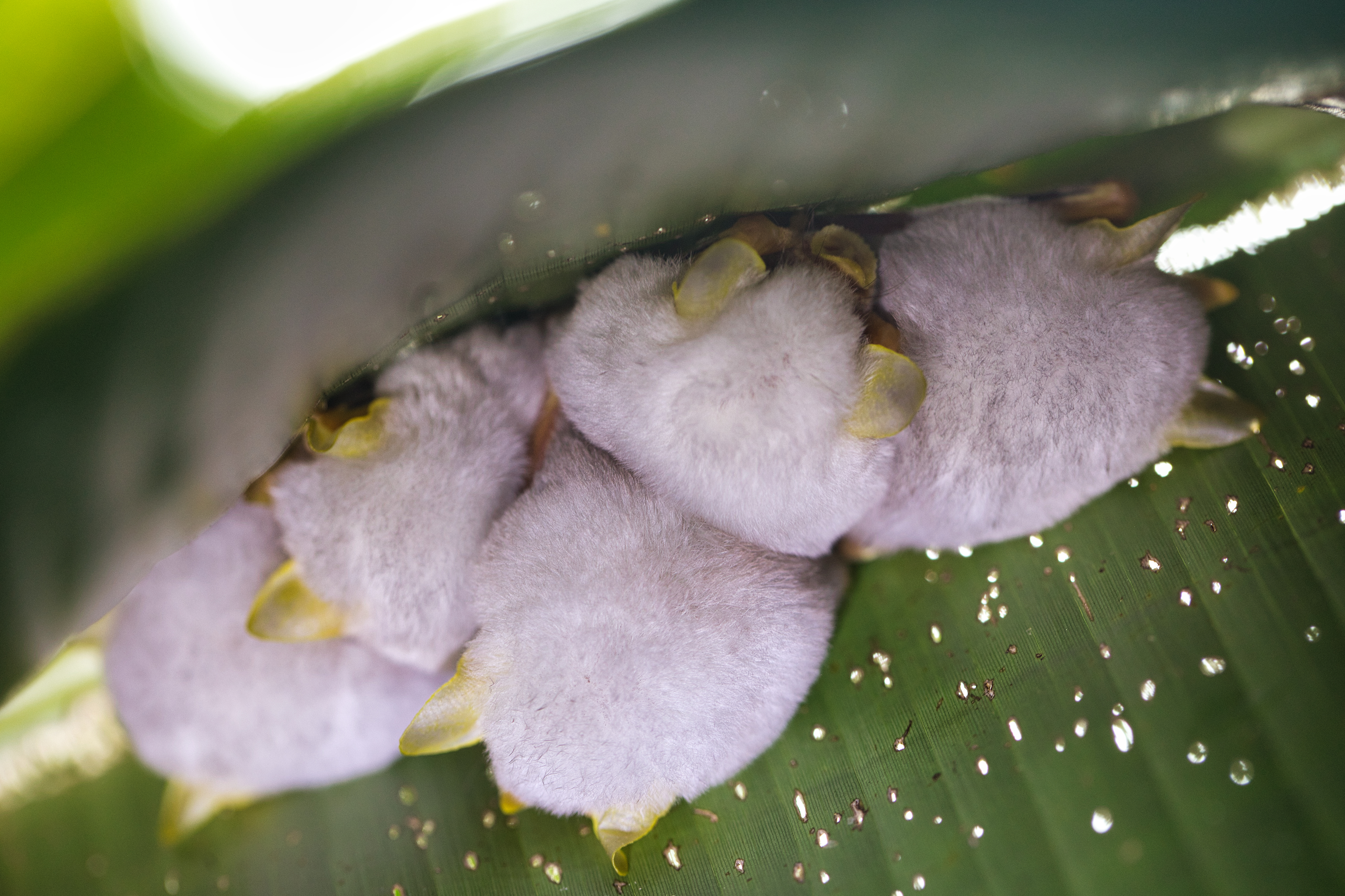 Honduran white bats