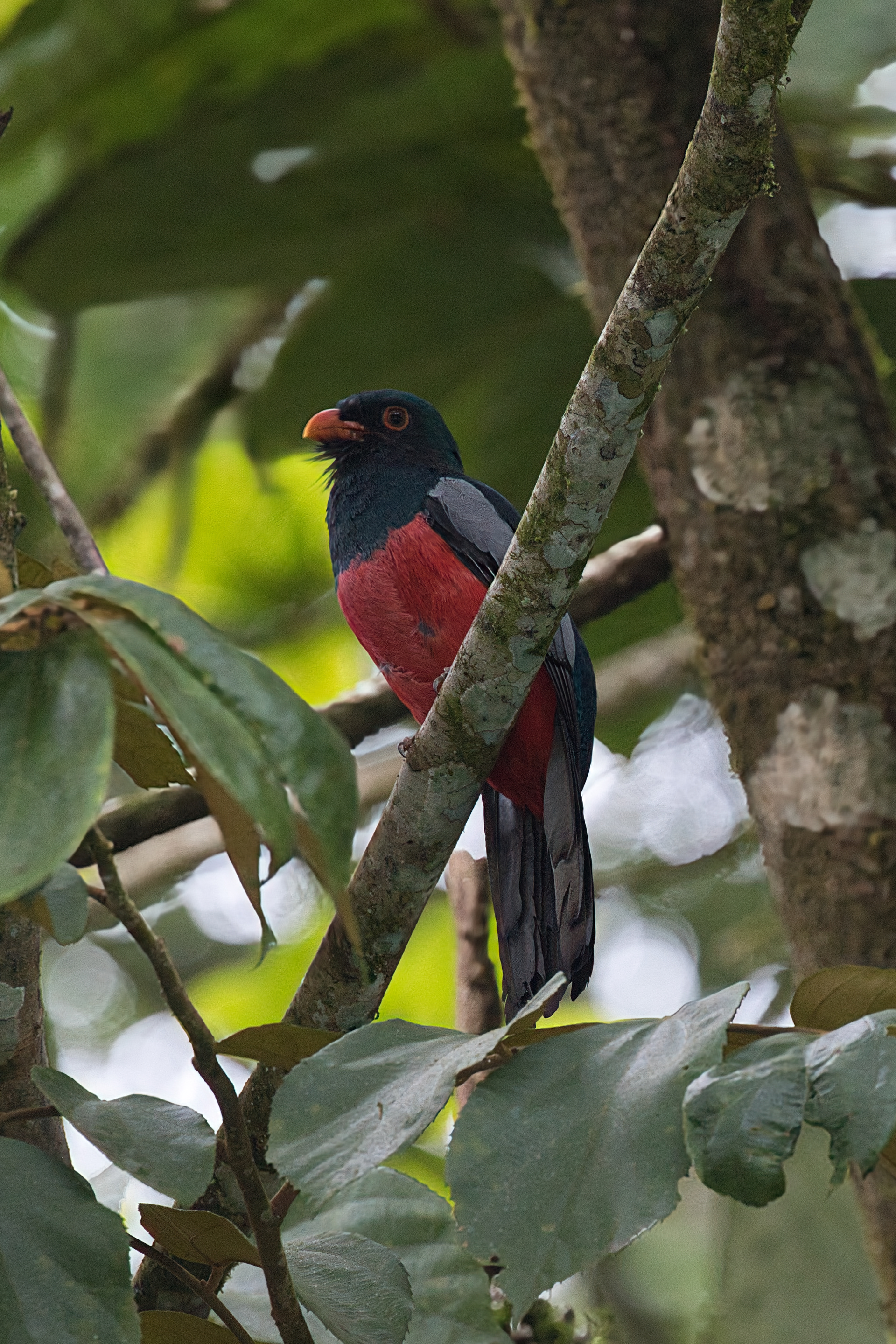 Slaty-tailed trogon