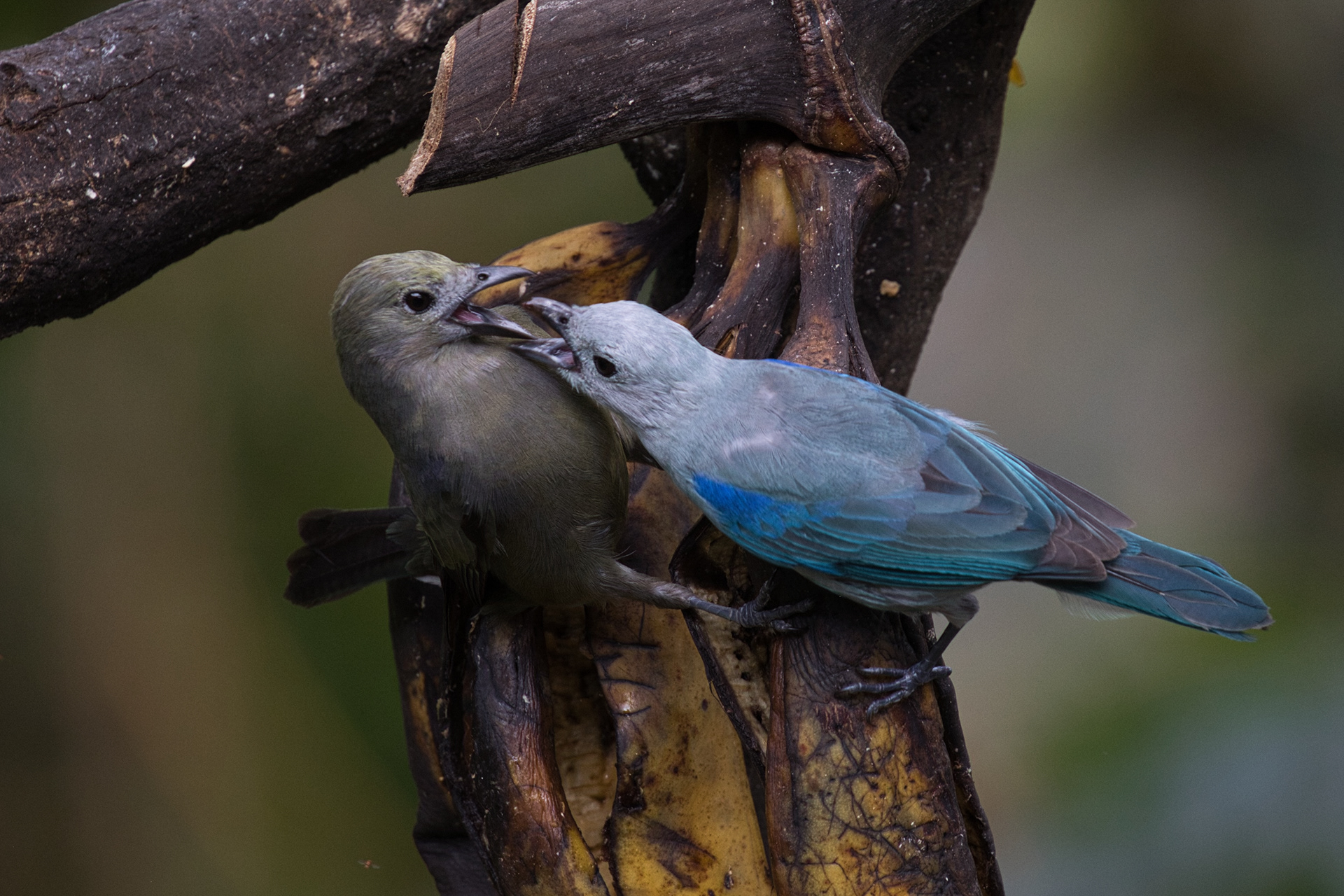 Blue-gray Tanagers