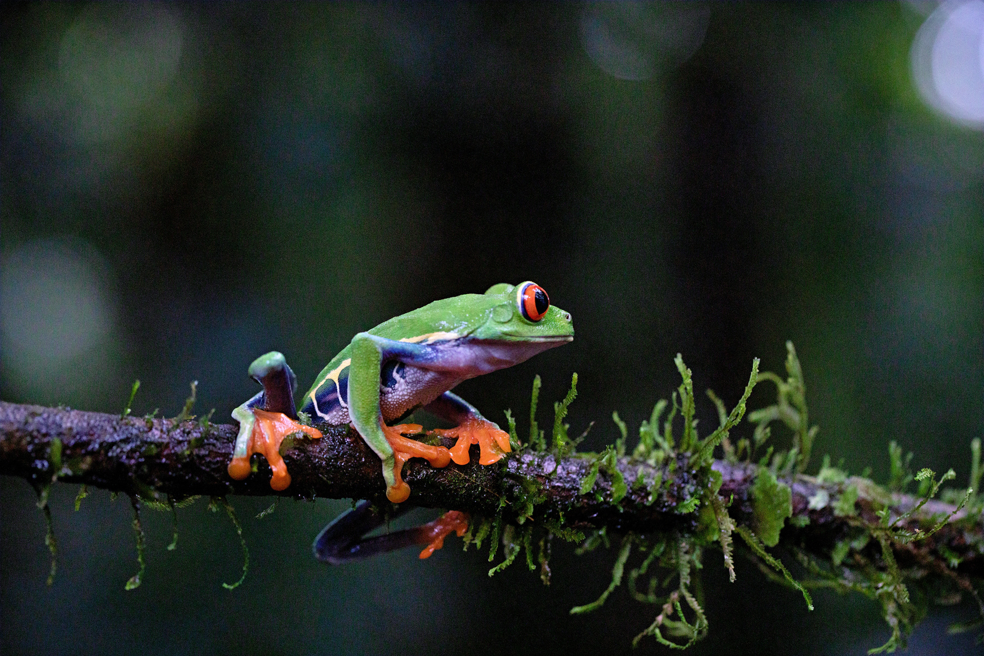 Red Eyed Tree Frog