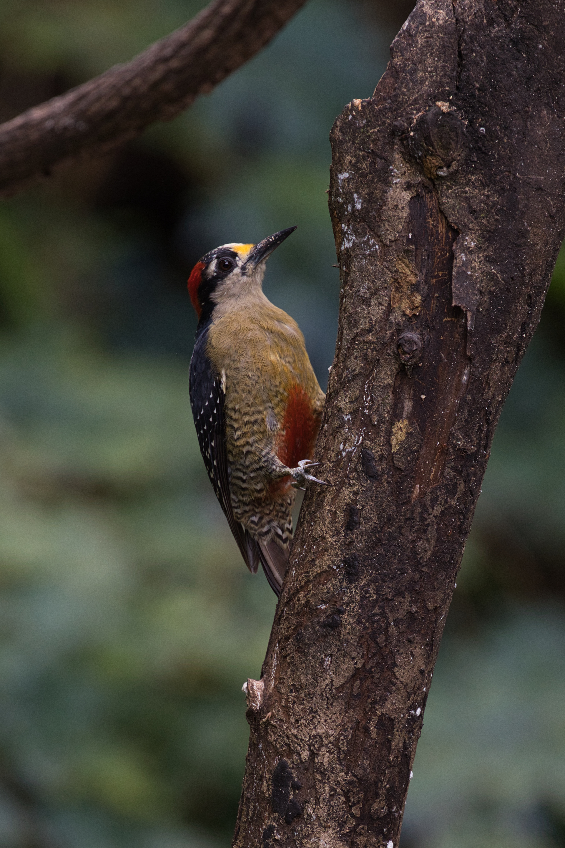 Black-cheeked woodpecker