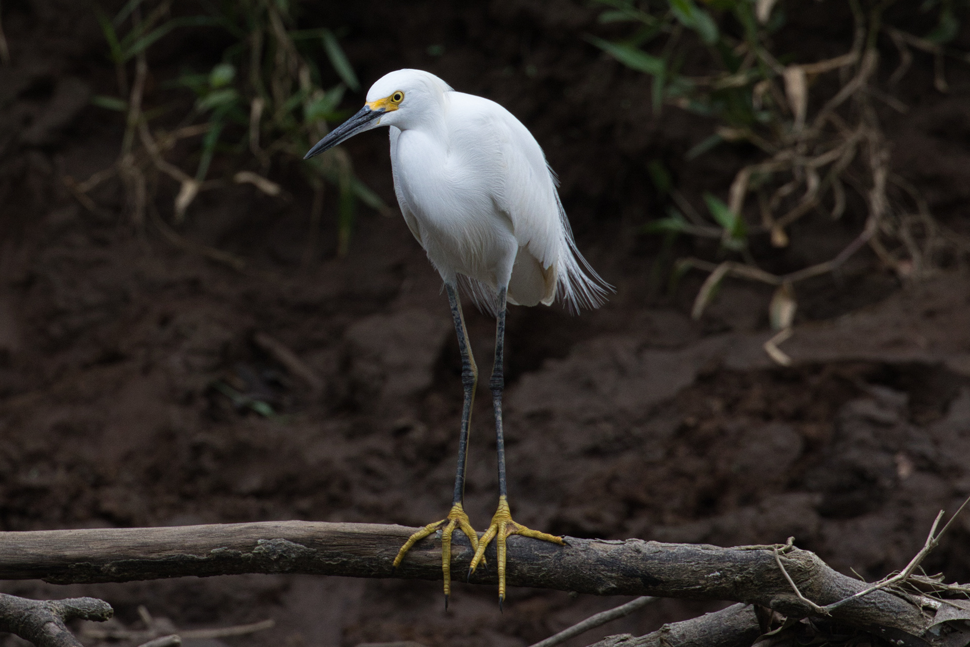 Snowy egret