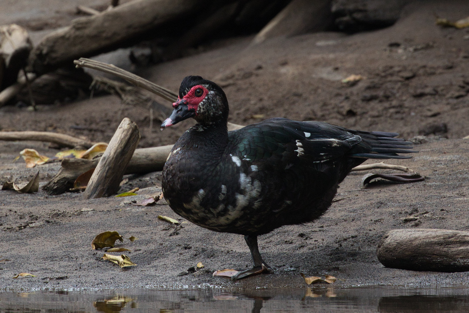 Muscovy duck