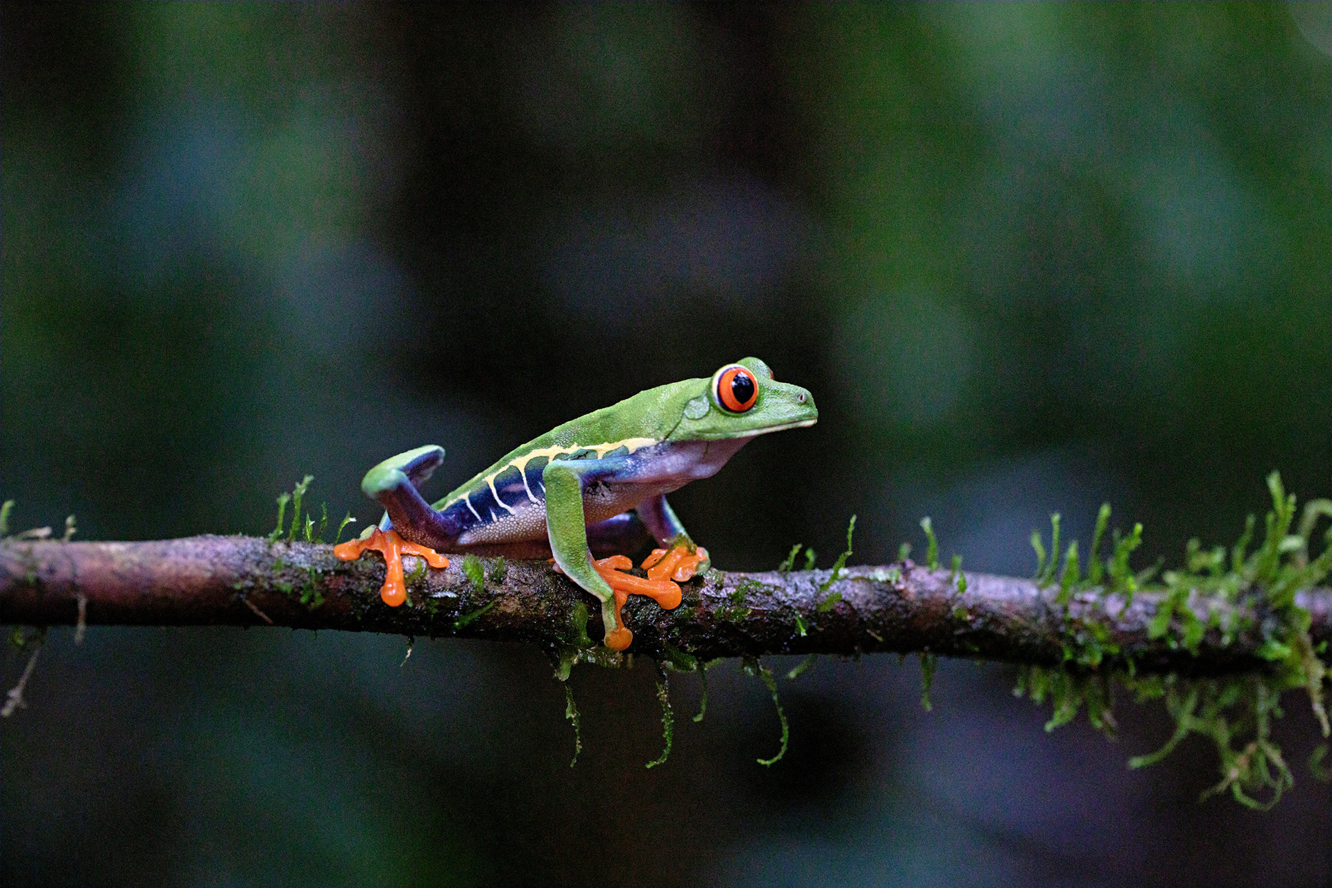 Red Eyed Tree Frog