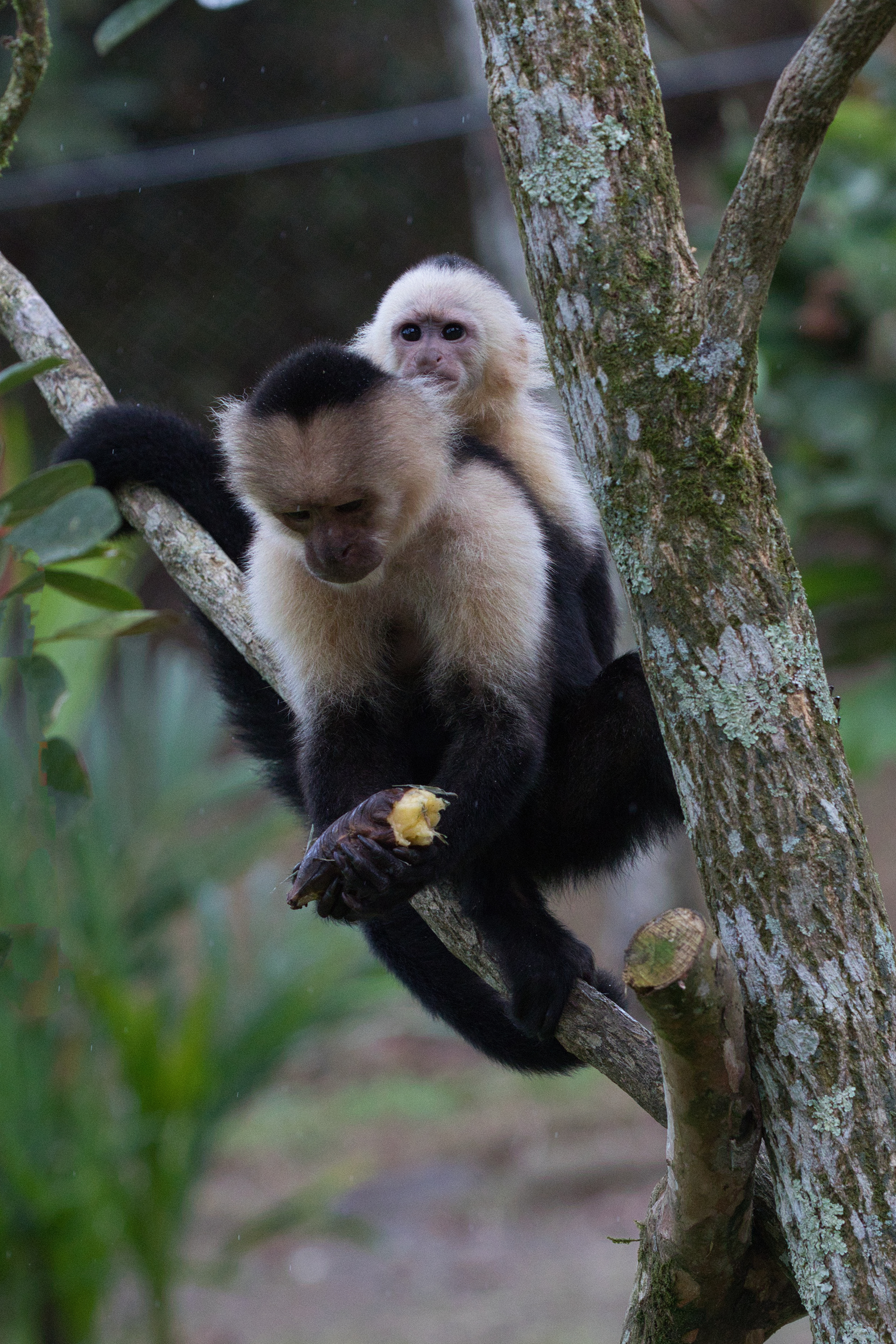 Capuchin monkey