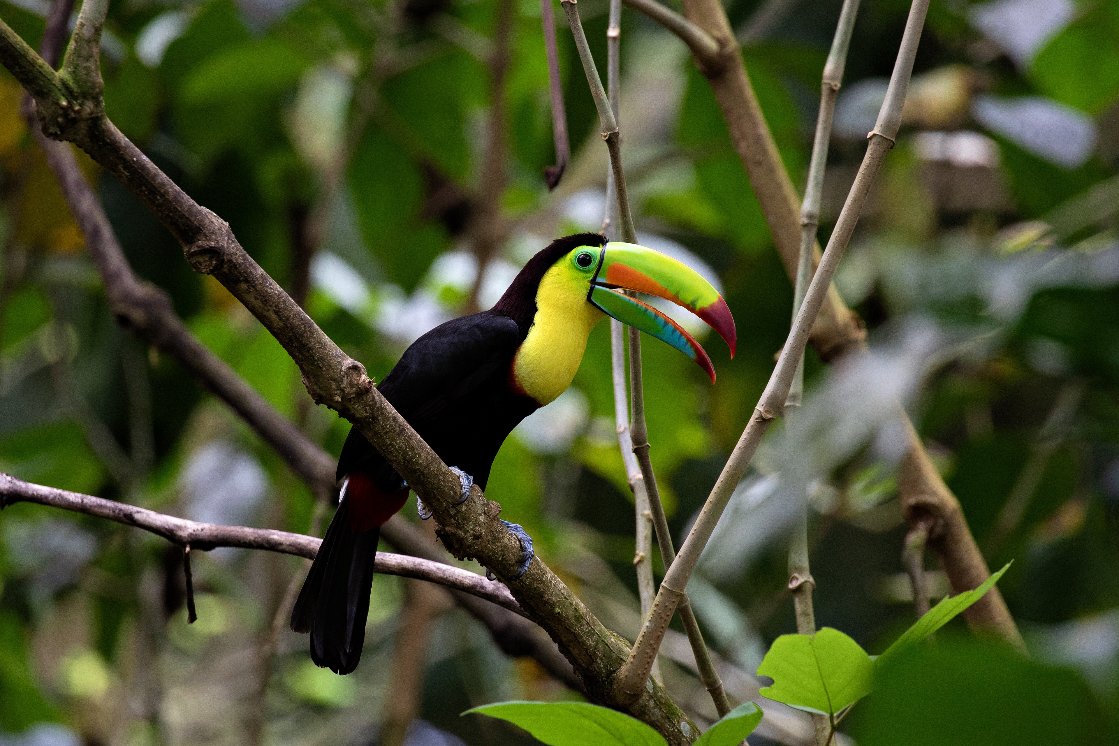 Keel-billed Toucan