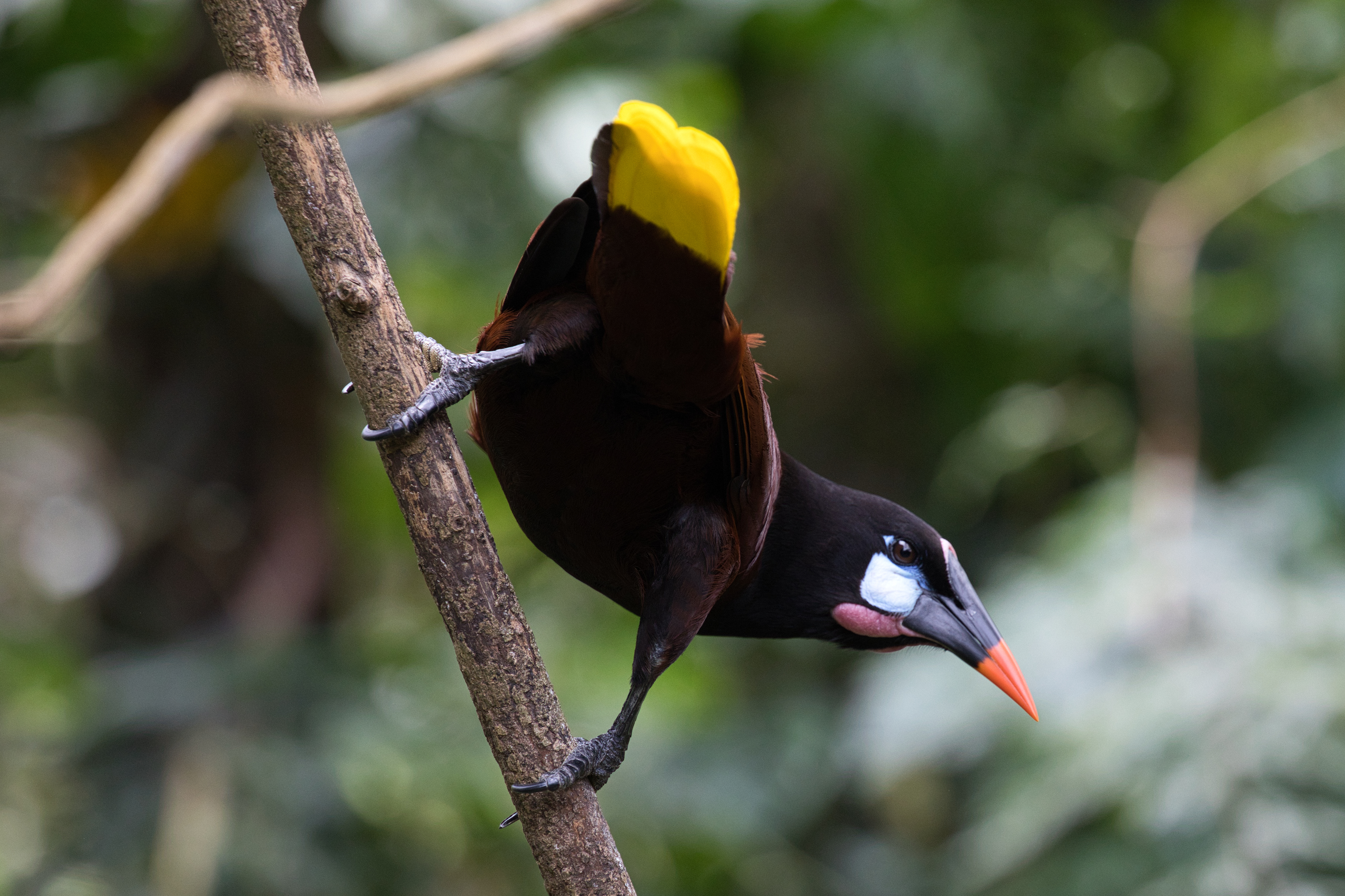 Montezuma oropendola