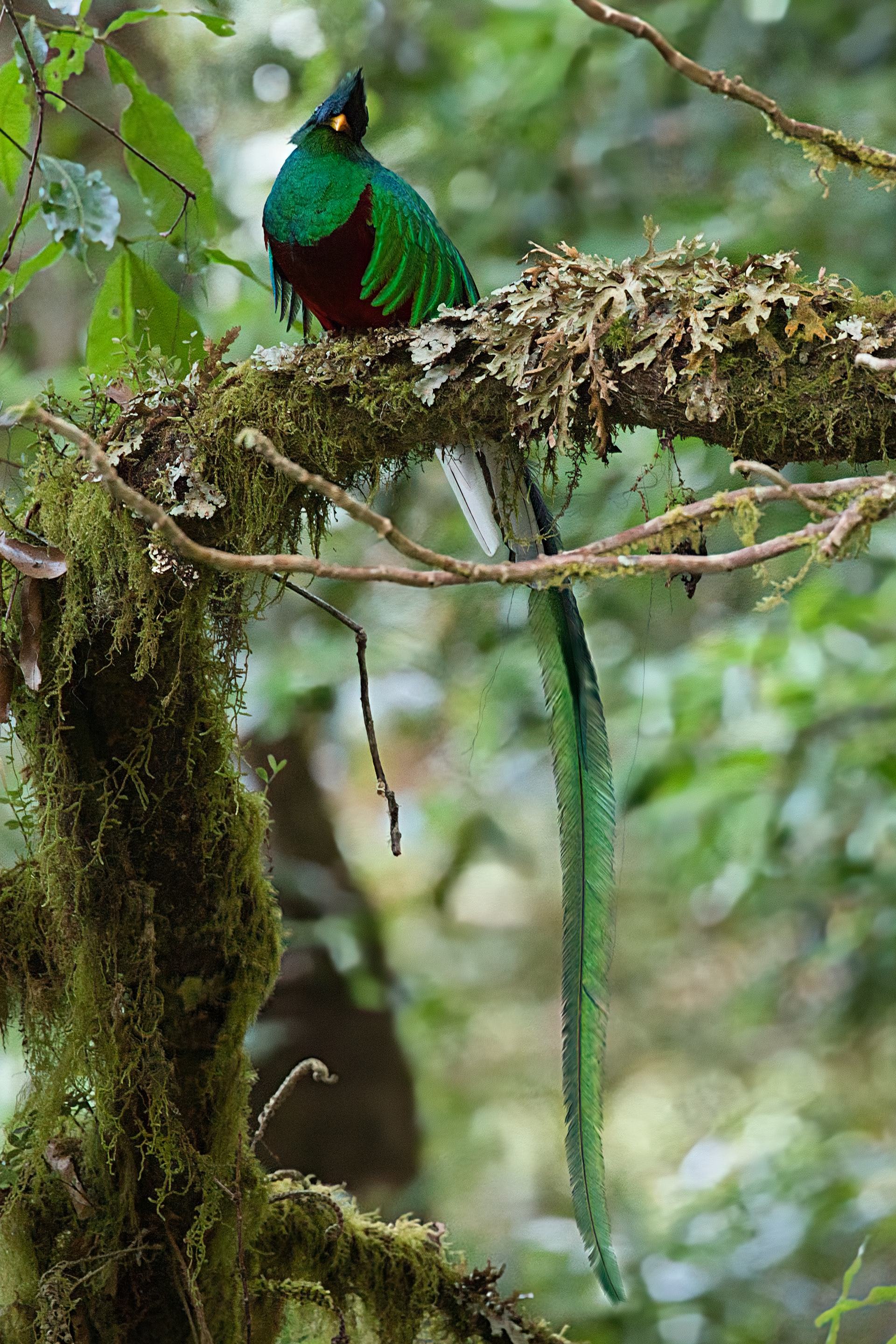 Resplendent Quetzal