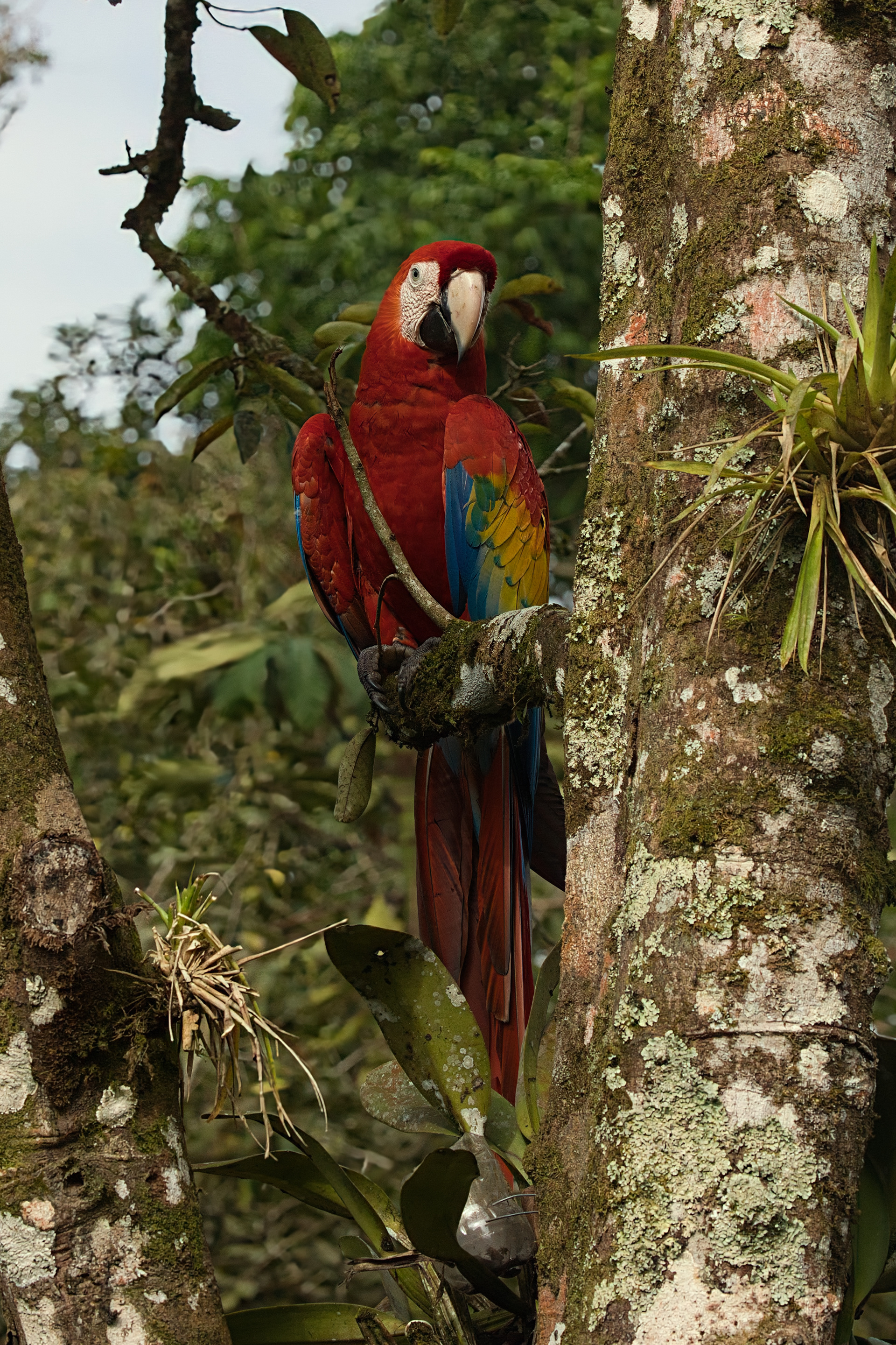 Scarlet Macaw