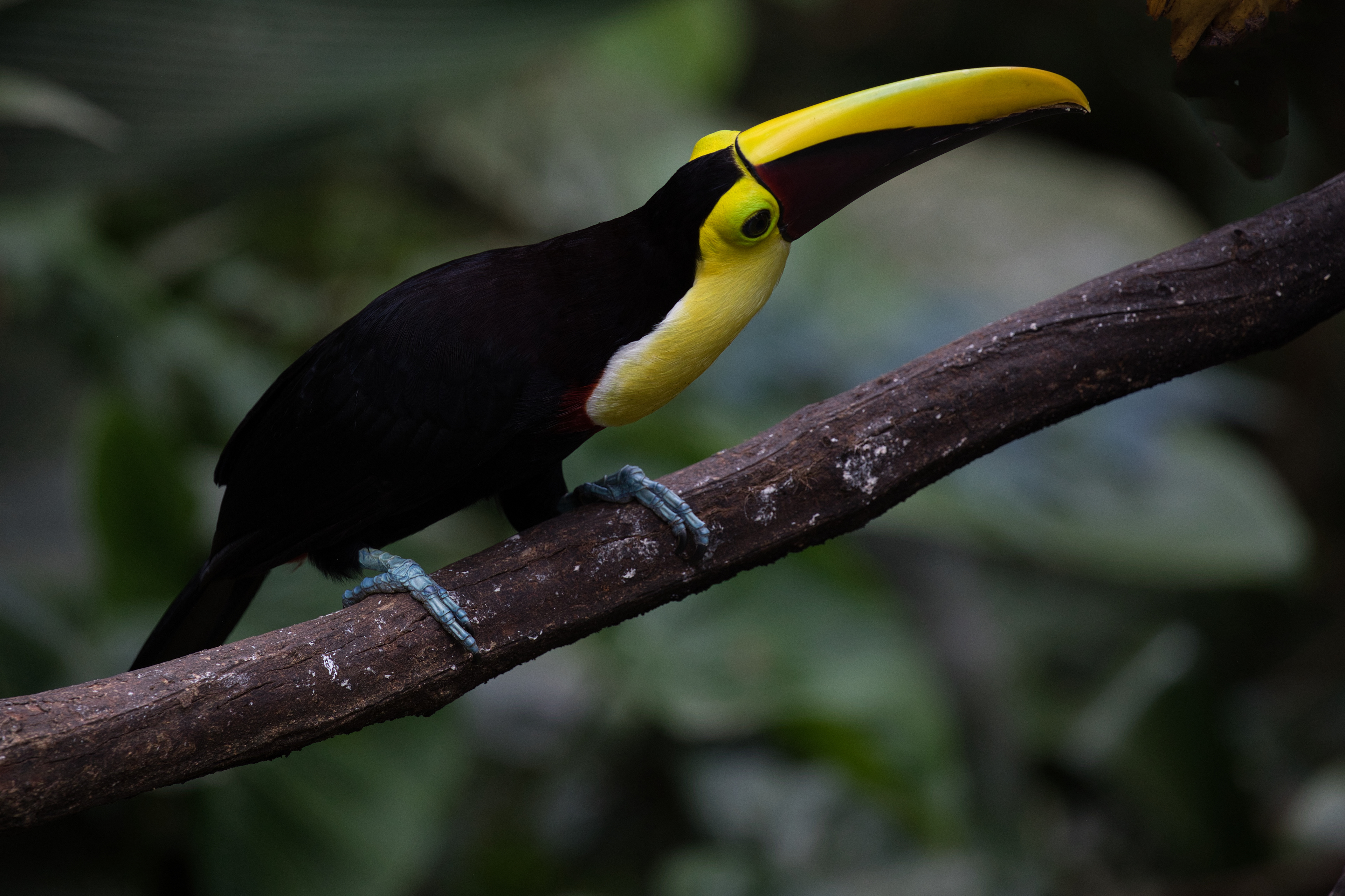 Yellow-throated Toucan (also known as a Chestnut-mandibled Toucan) 