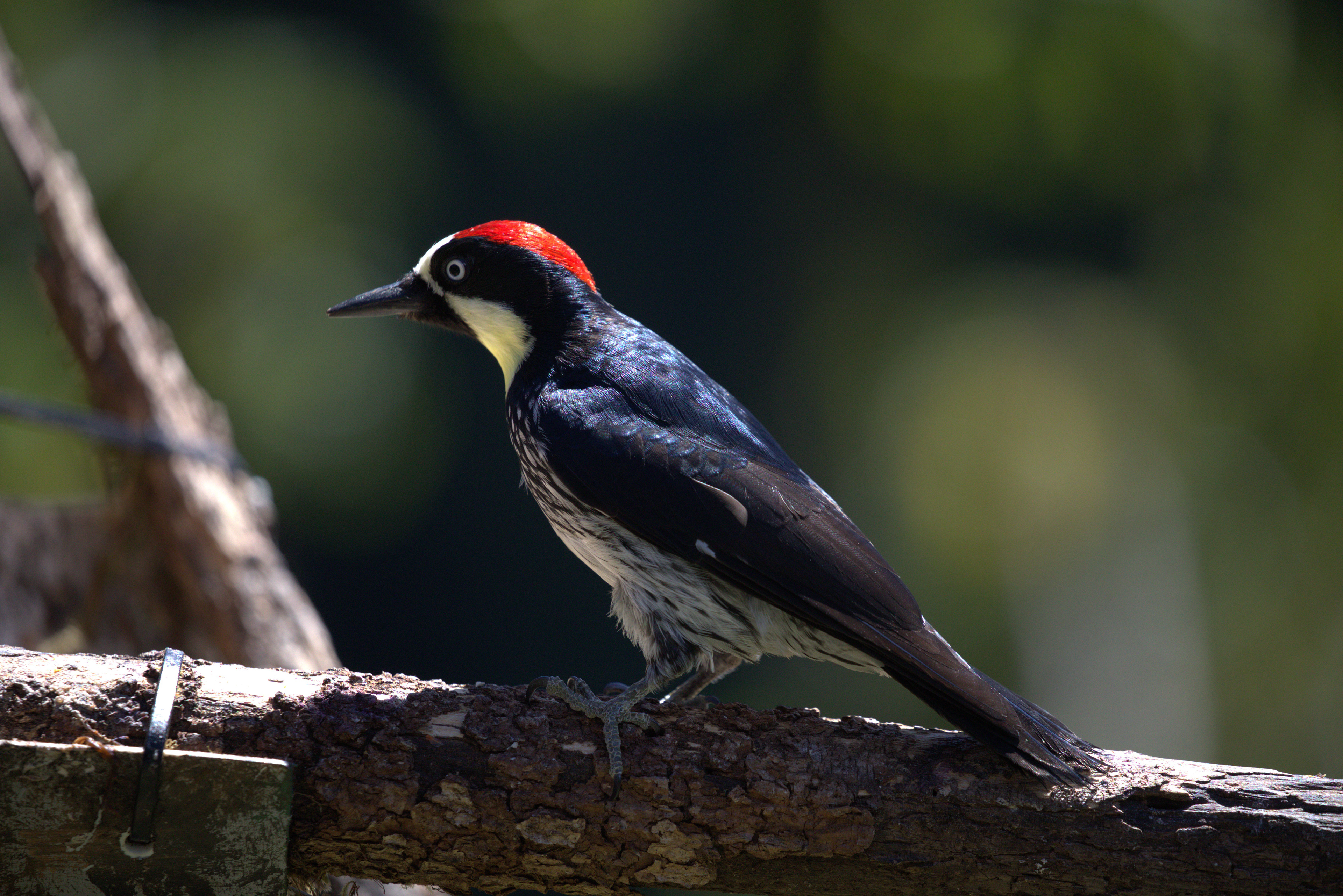 Acorn-Woodpecker
