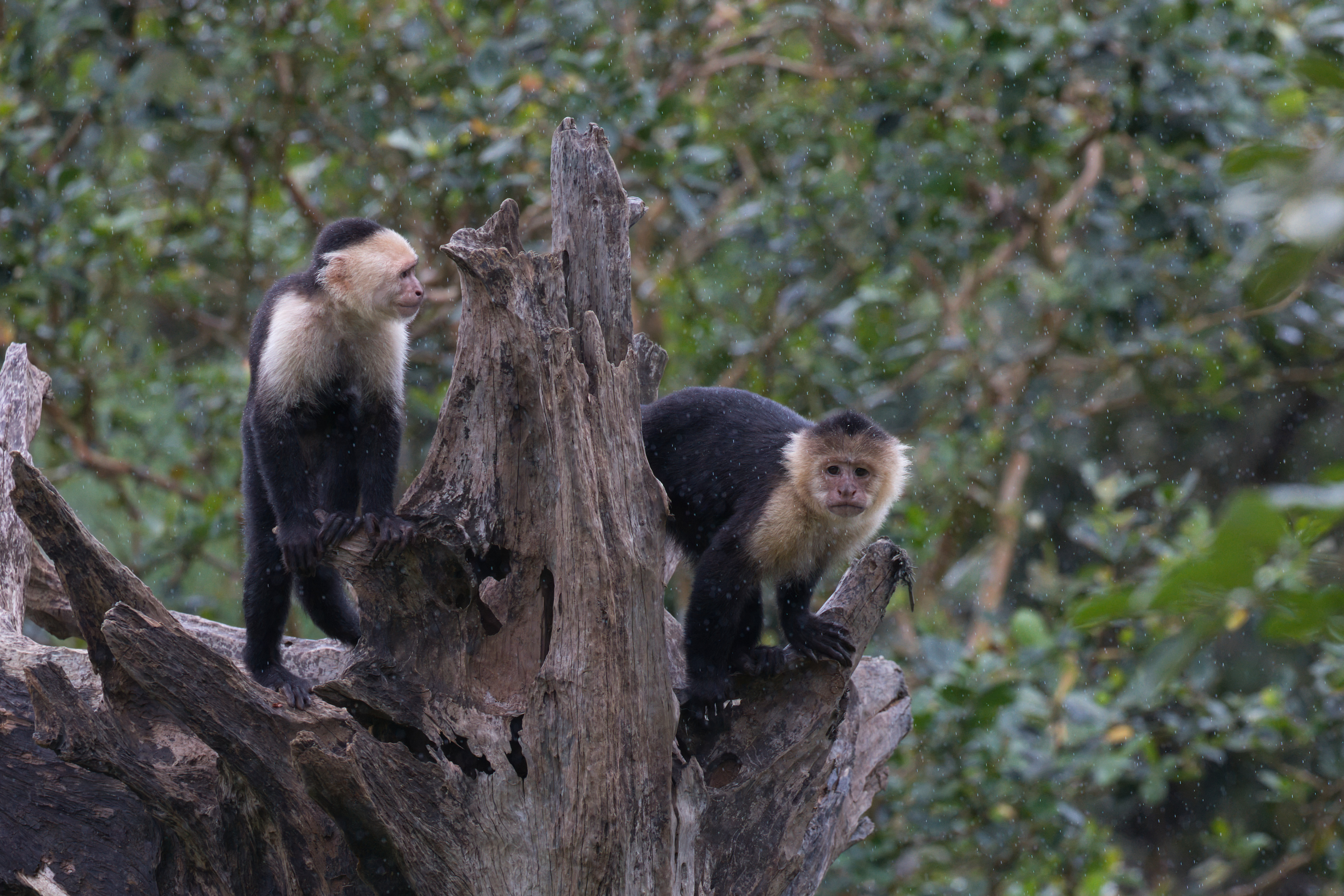 Capuchin monkey