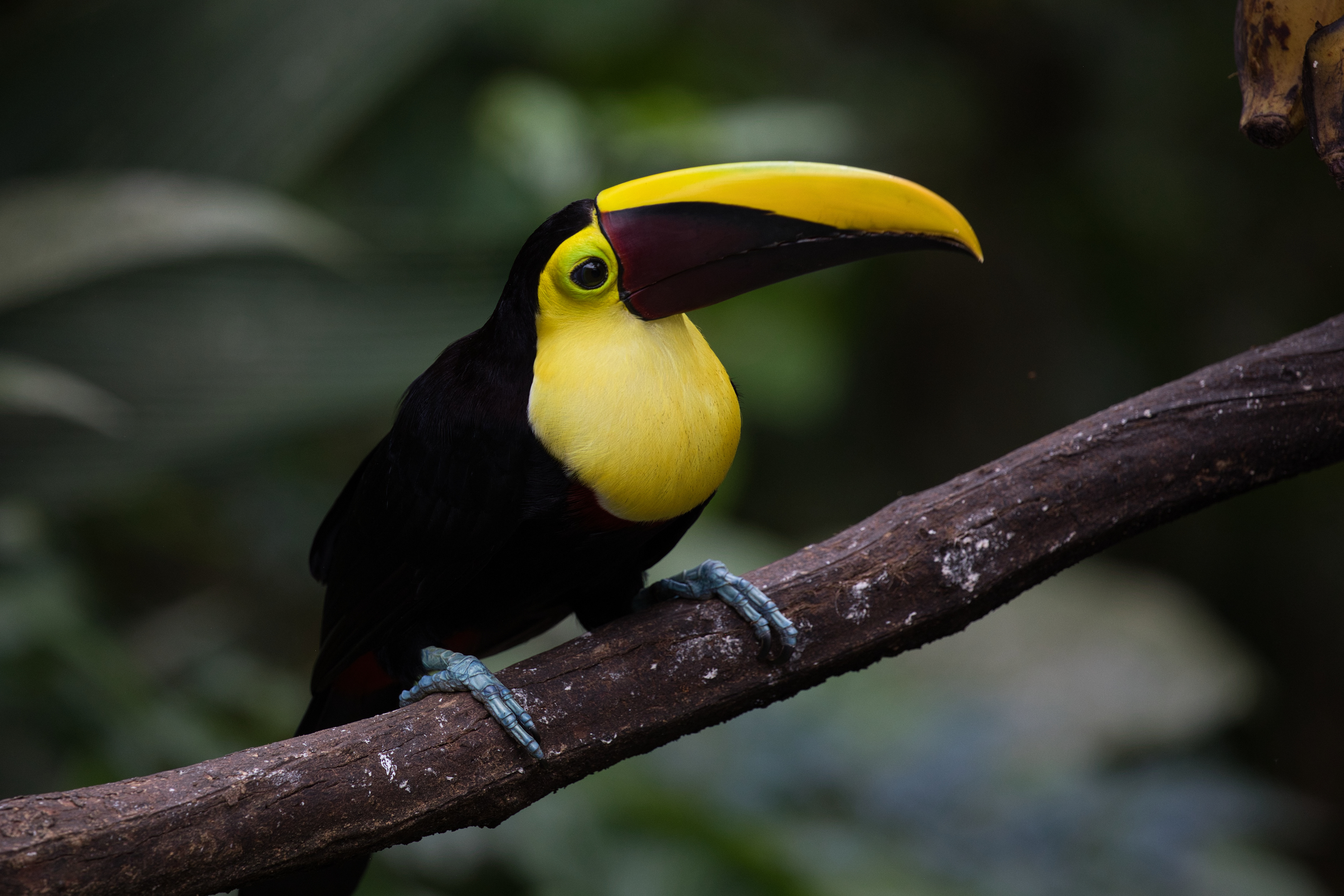 Yellow-throated Toucan (also known as a Chestnut-mandibled Toucan) 