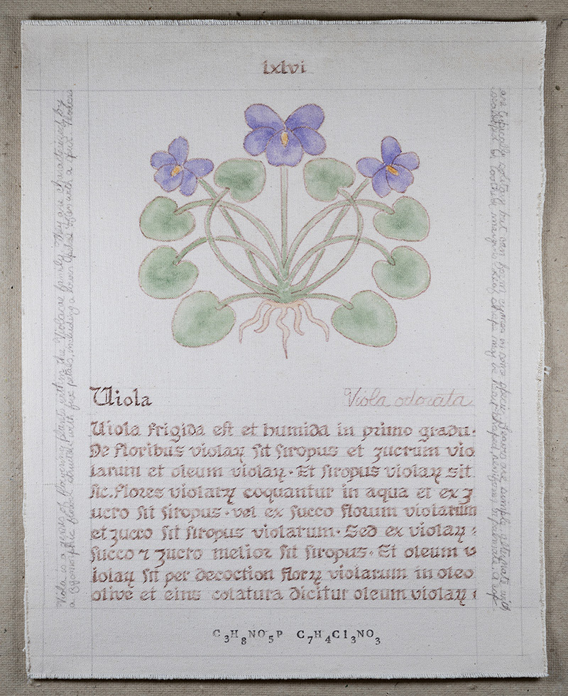 Herbarius: Viola