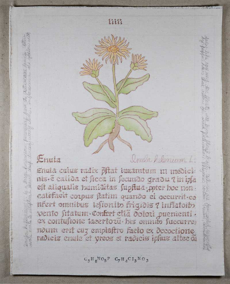 Enula: Inula helenium L.